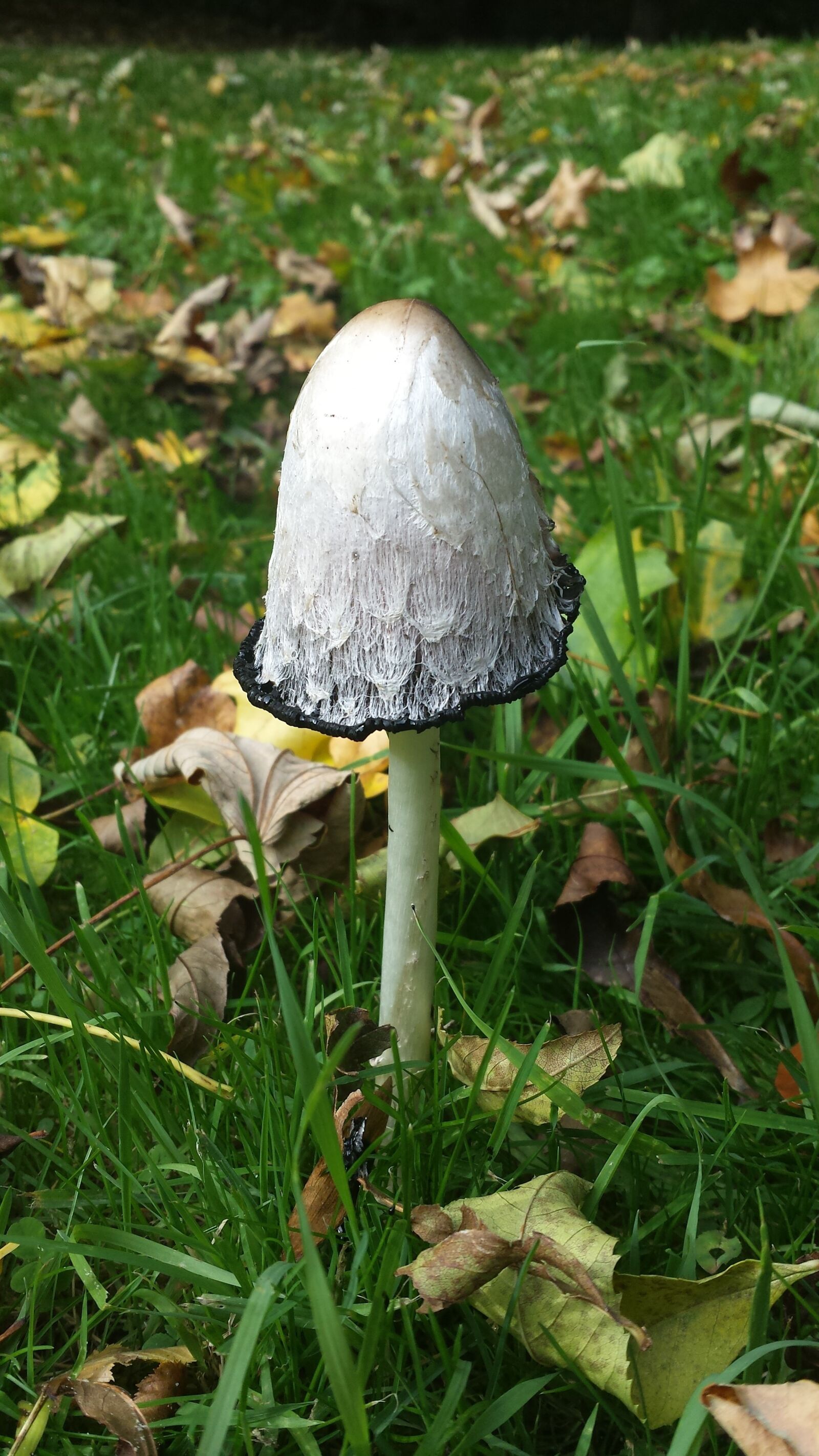 Samsung Galaxy S4 sample photo. Comatus, mushroom, grass photography