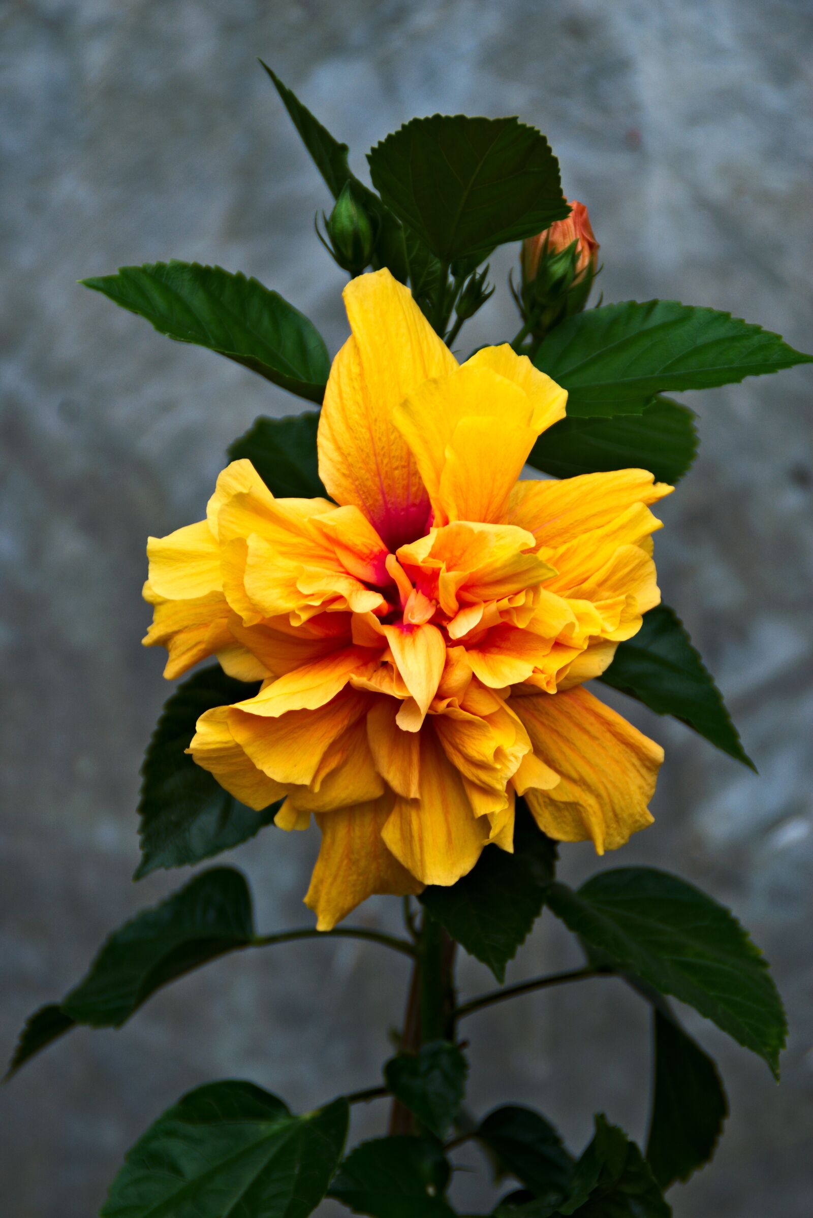 Nikon D5300 sample photo. Hibiscus, yellow, flower photography