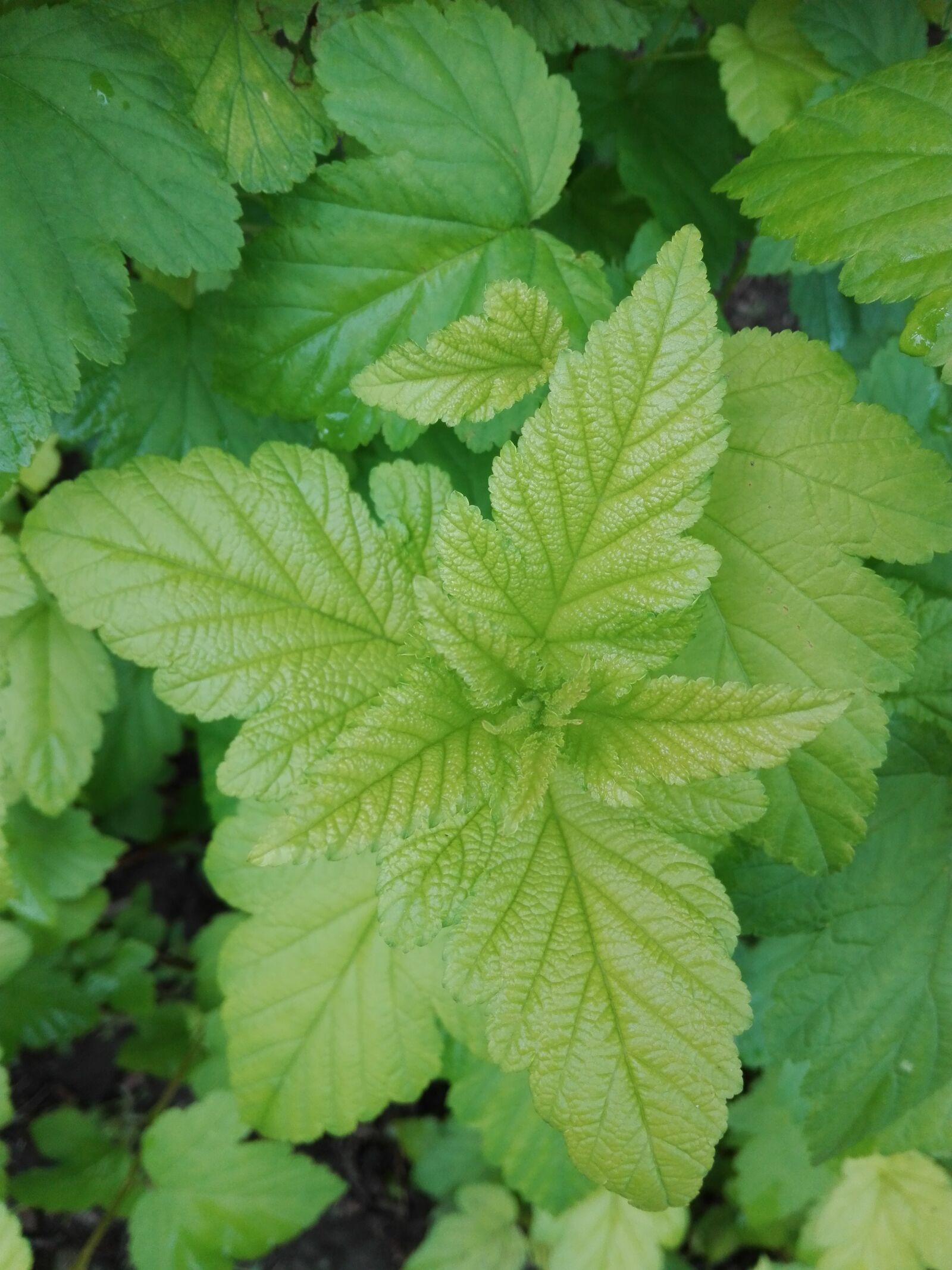 HUAWEI P8 Lite sample photo. Currant, green, nature photography
