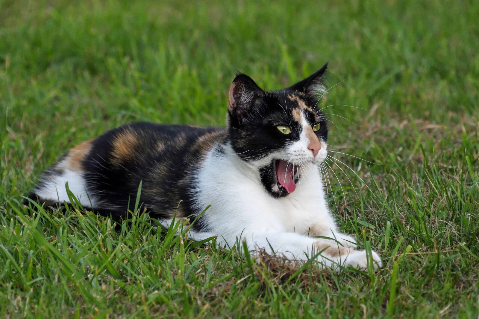 Nikon D500 sample photo. Cute, cat, kitten, grass photography