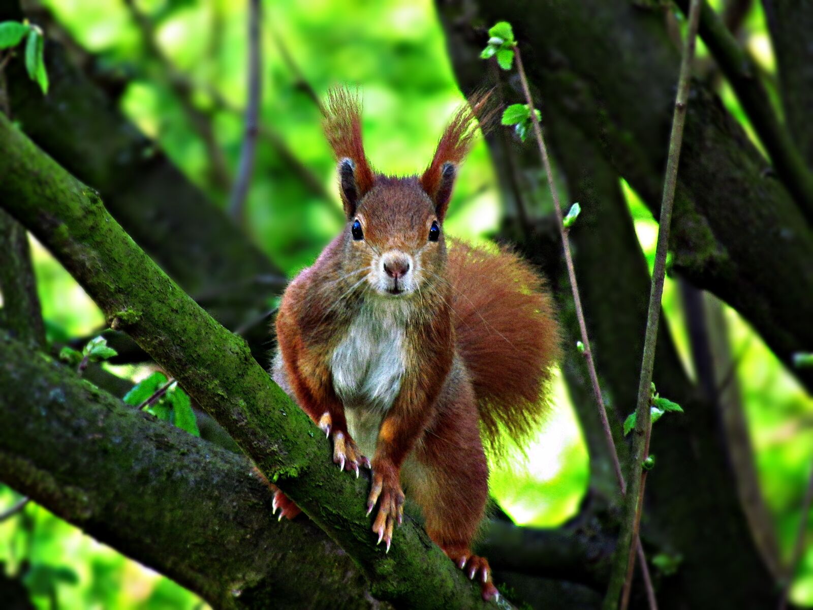 Canon PowerShot SX30 IS sample photo. The squirrel, mammal, tree photography
