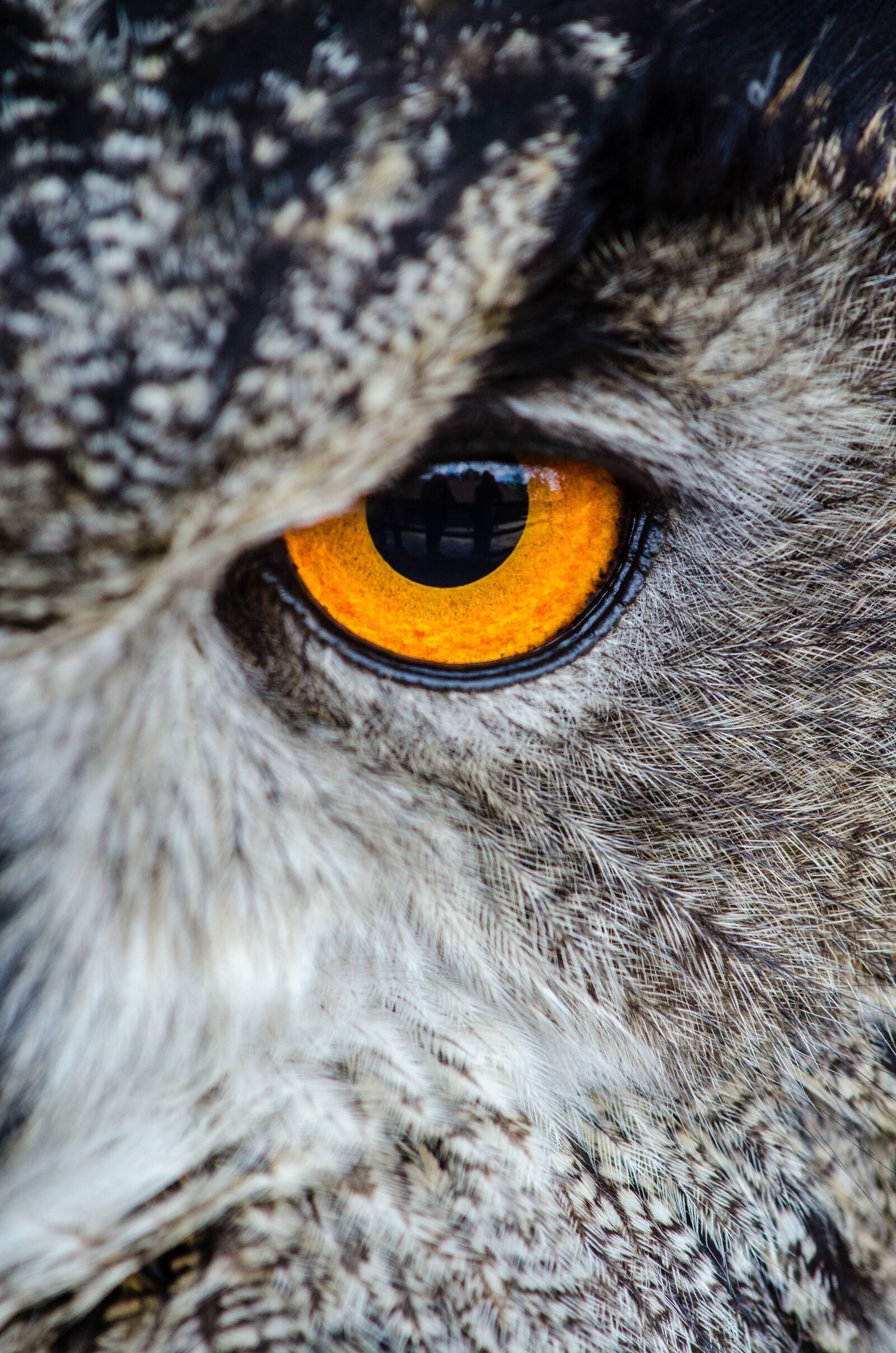 Nikon D7000 sample photo. Animal, owl, bird photography