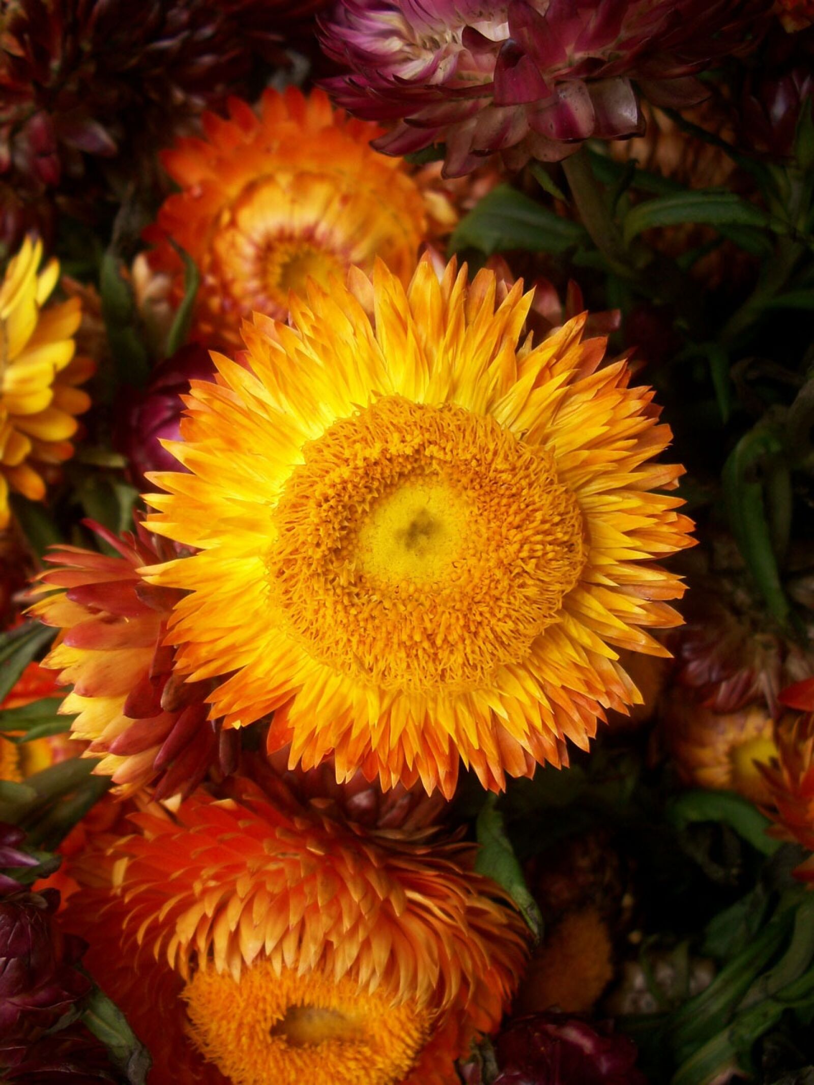 Kodak EASYSHARE M340 DIGITAL CAMERA sample photo. Flowers, yellow, orange photography
