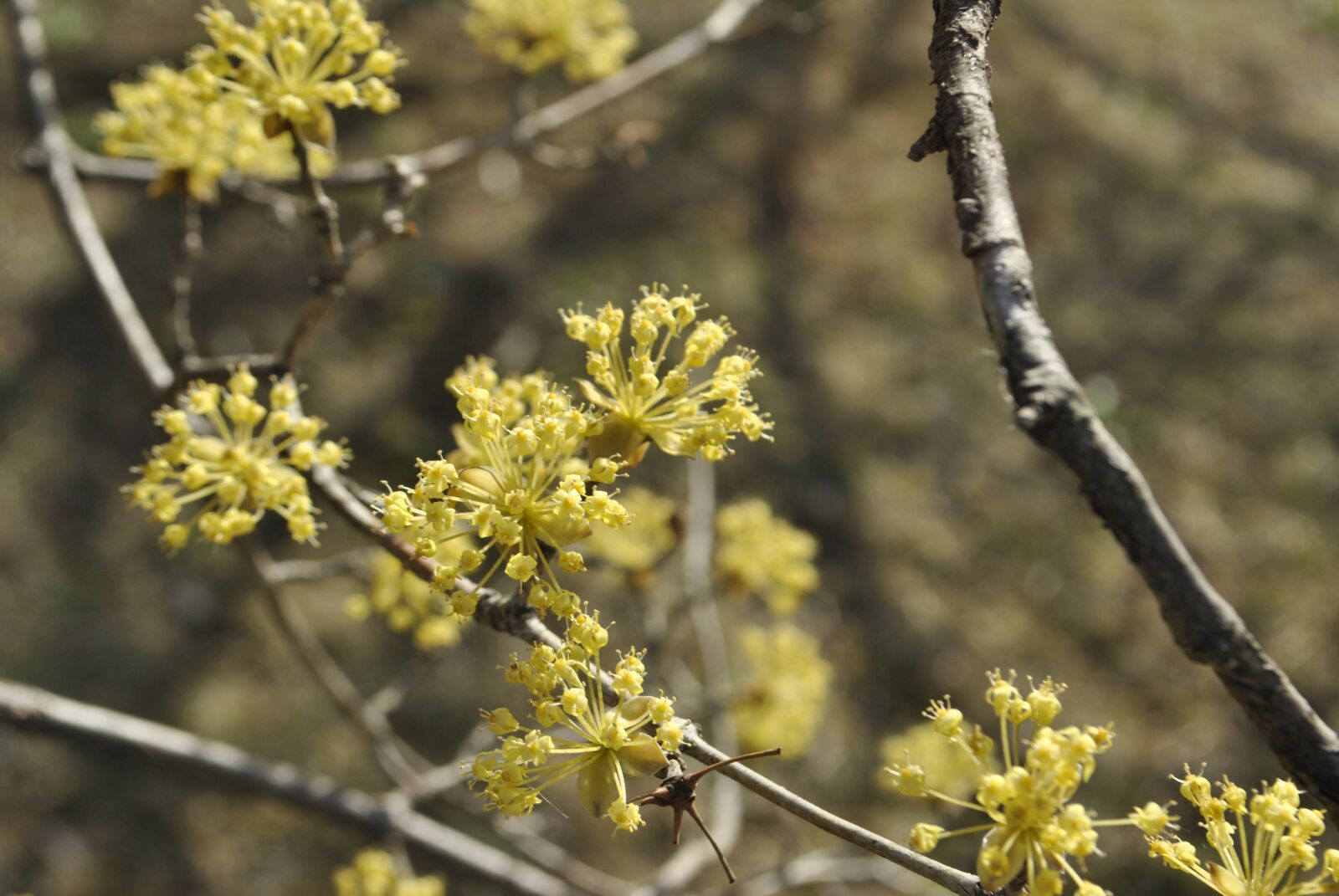 Nikon D3000 sample photo. Cornus, flowers, yellow photography
