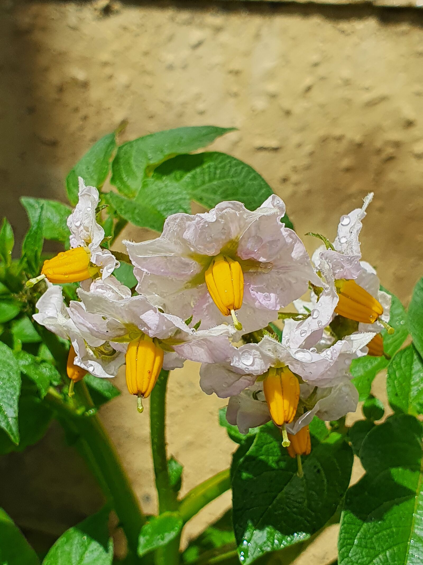 Samsung Galaxy S10 sample photo. Potato, bloom, flower photography