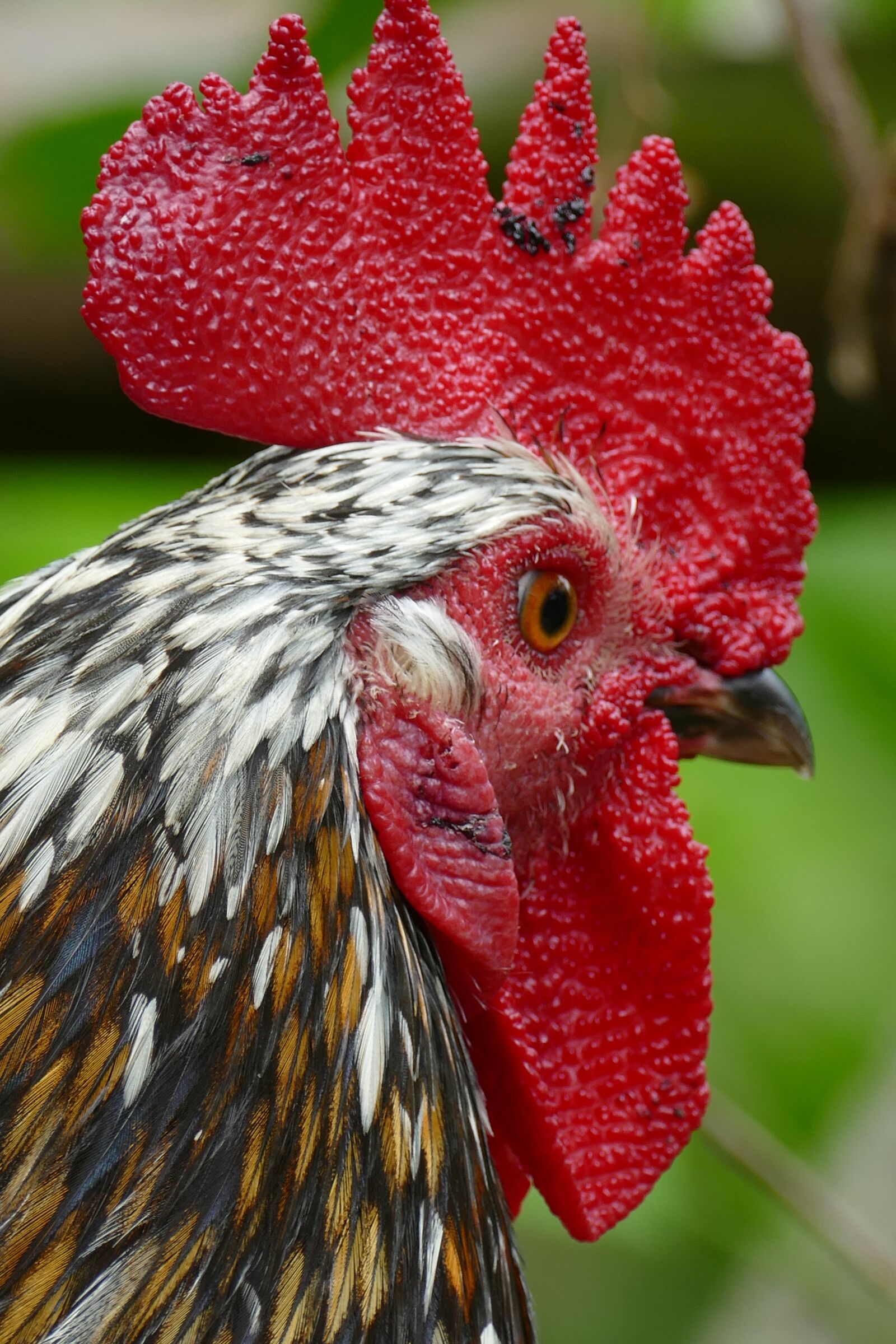Panasonic Lumix DMC-FZ1000 sample photo. Haan, mohawk, bird photography