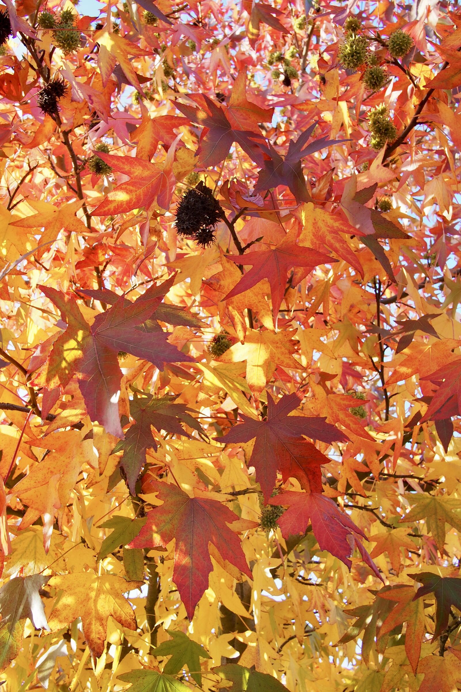 Olympus OM-D E-M5 + Panasonic Lumix G 20mm F1.7 ASPH sample photo. Leaves, autumn, o photography