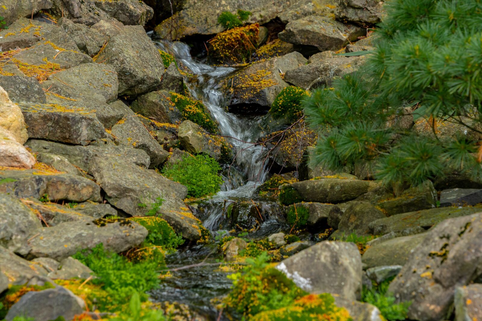 Nikon D500 sample photo. Pond, fish, water photography