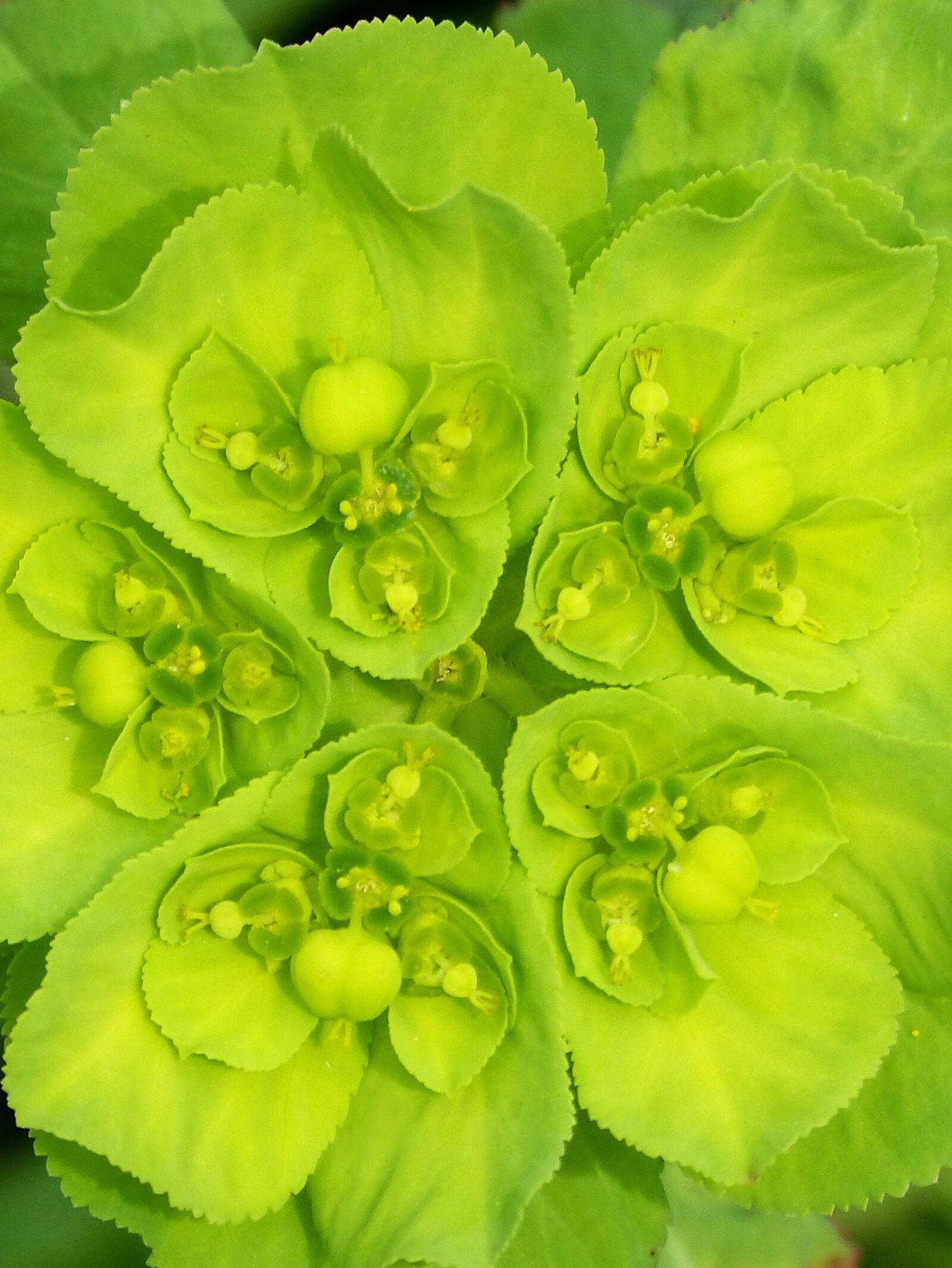 Panasonic DMC-FZ62 sample photo. Euphorbia serrata, green flower photography