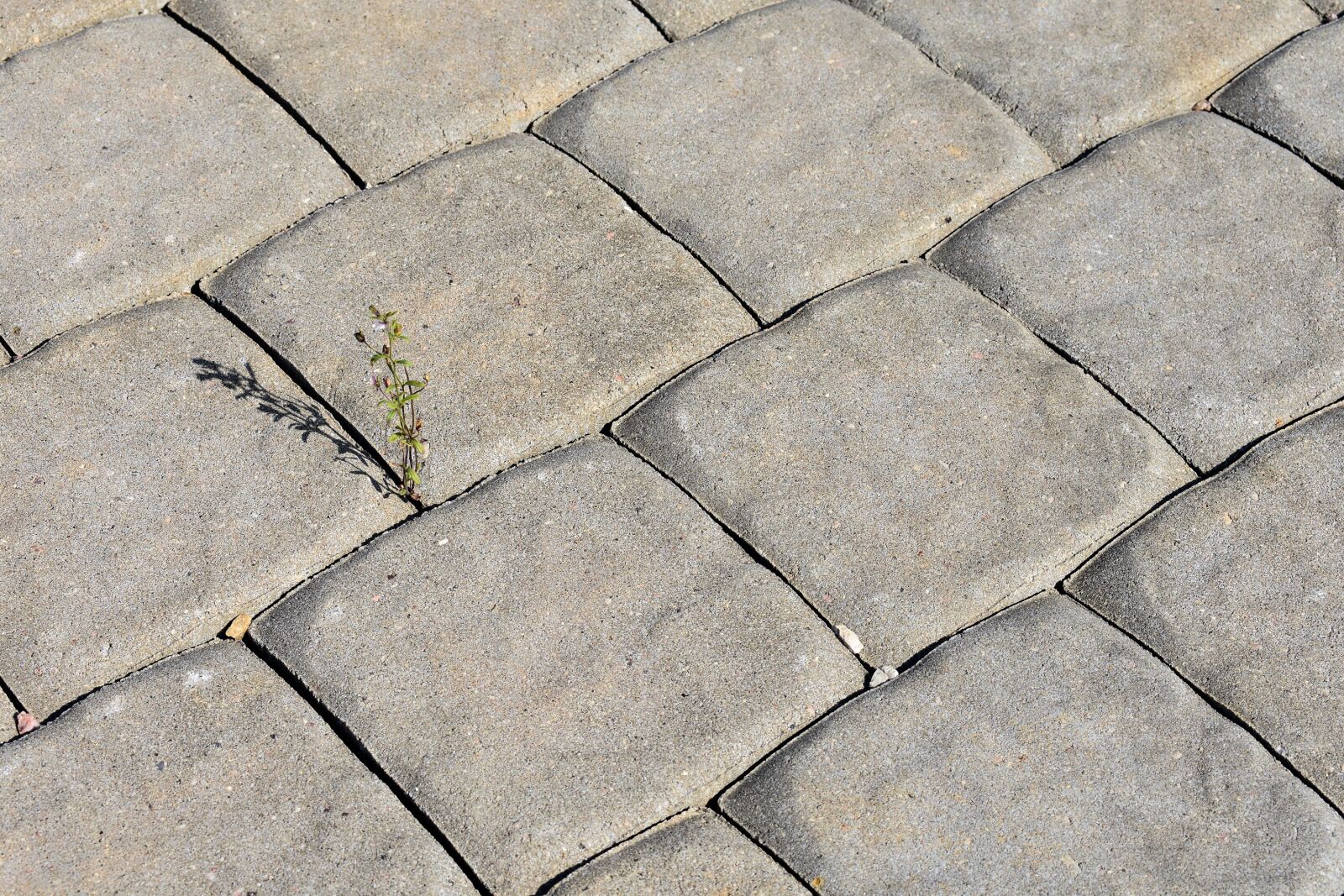 Nikon D3400 sample photo. Shadow, contrast, the lone photography