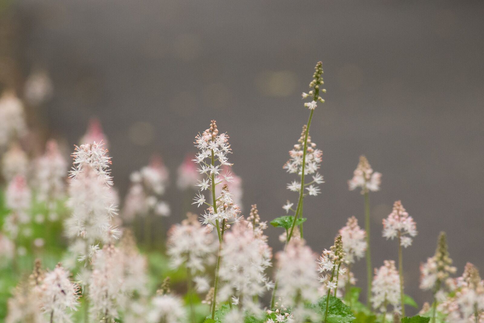 Nikon D3300 sample photo. Flowers, nature, blossoms photography