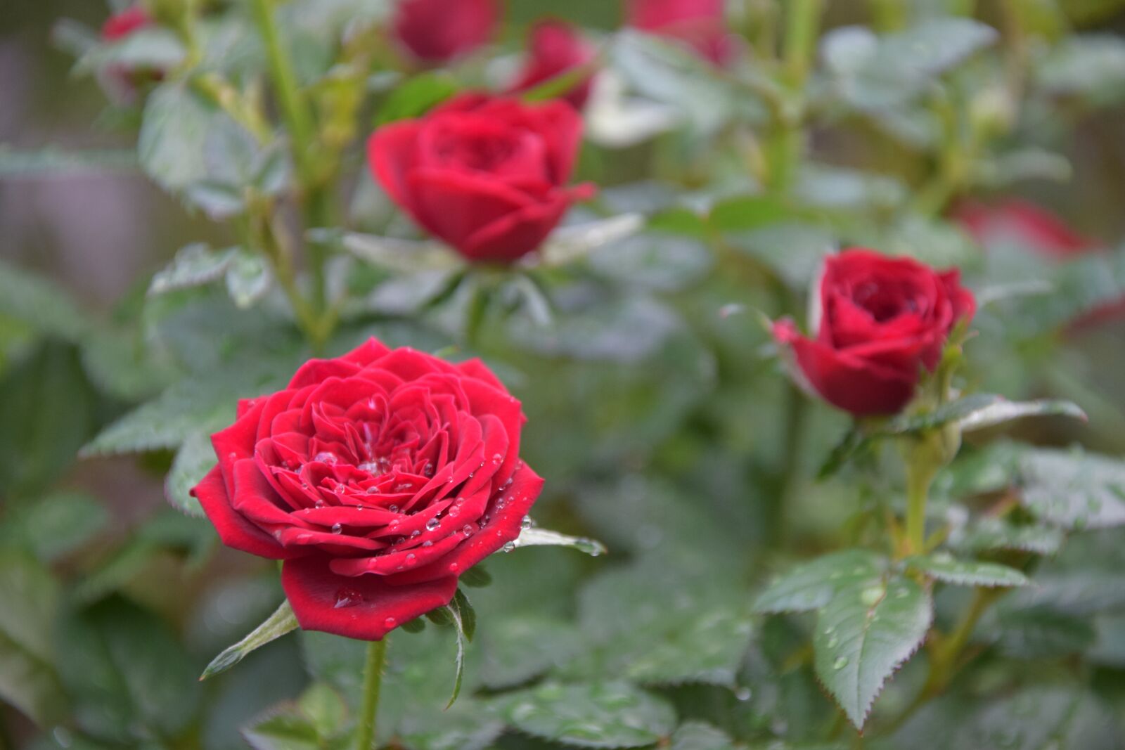 Nikon D3300 sample photo. Hoa hong, rose, flower photography