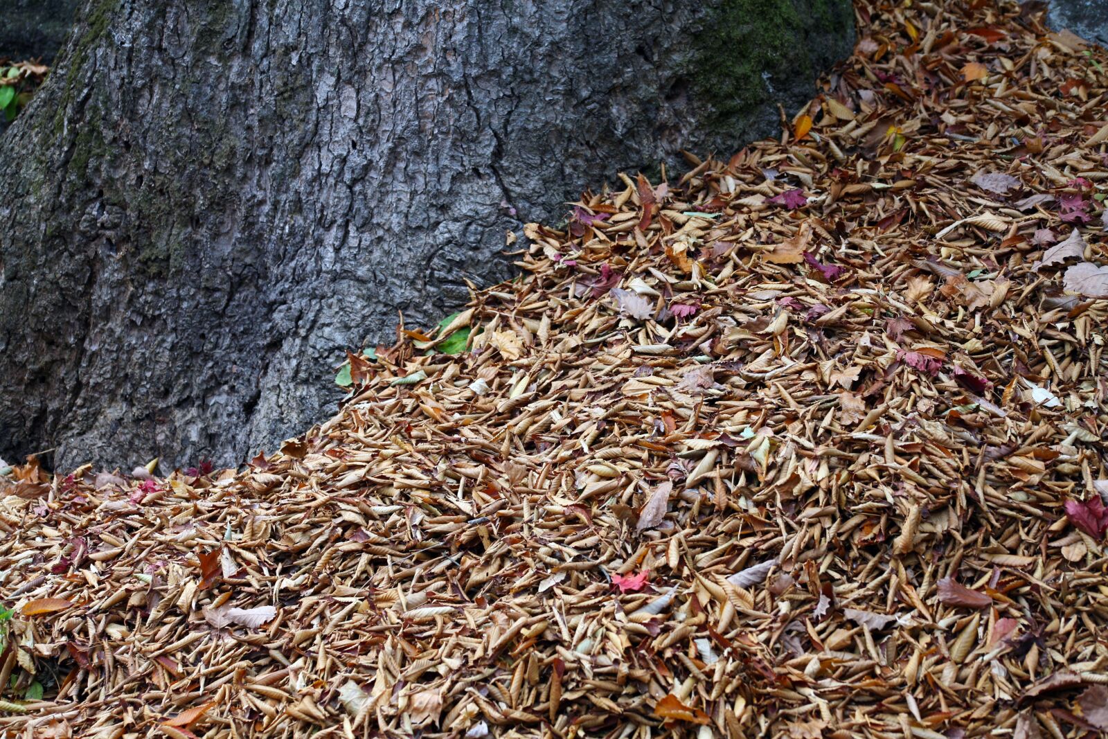 Canon EOS 5D sample photo. Autumn leaves, autumn, leaves photography