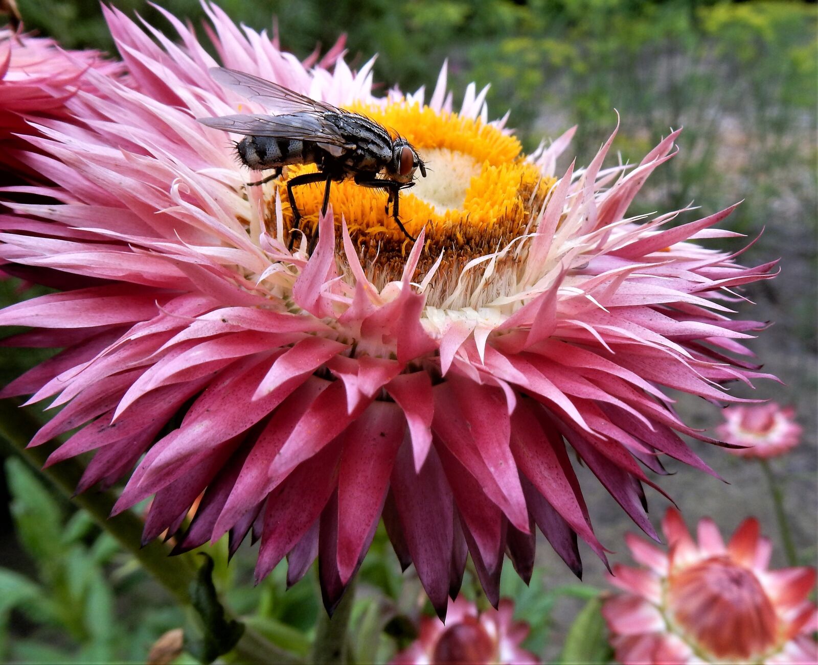 Nikon Coolpix S9900 sample photo. Nature, plant, bug photography