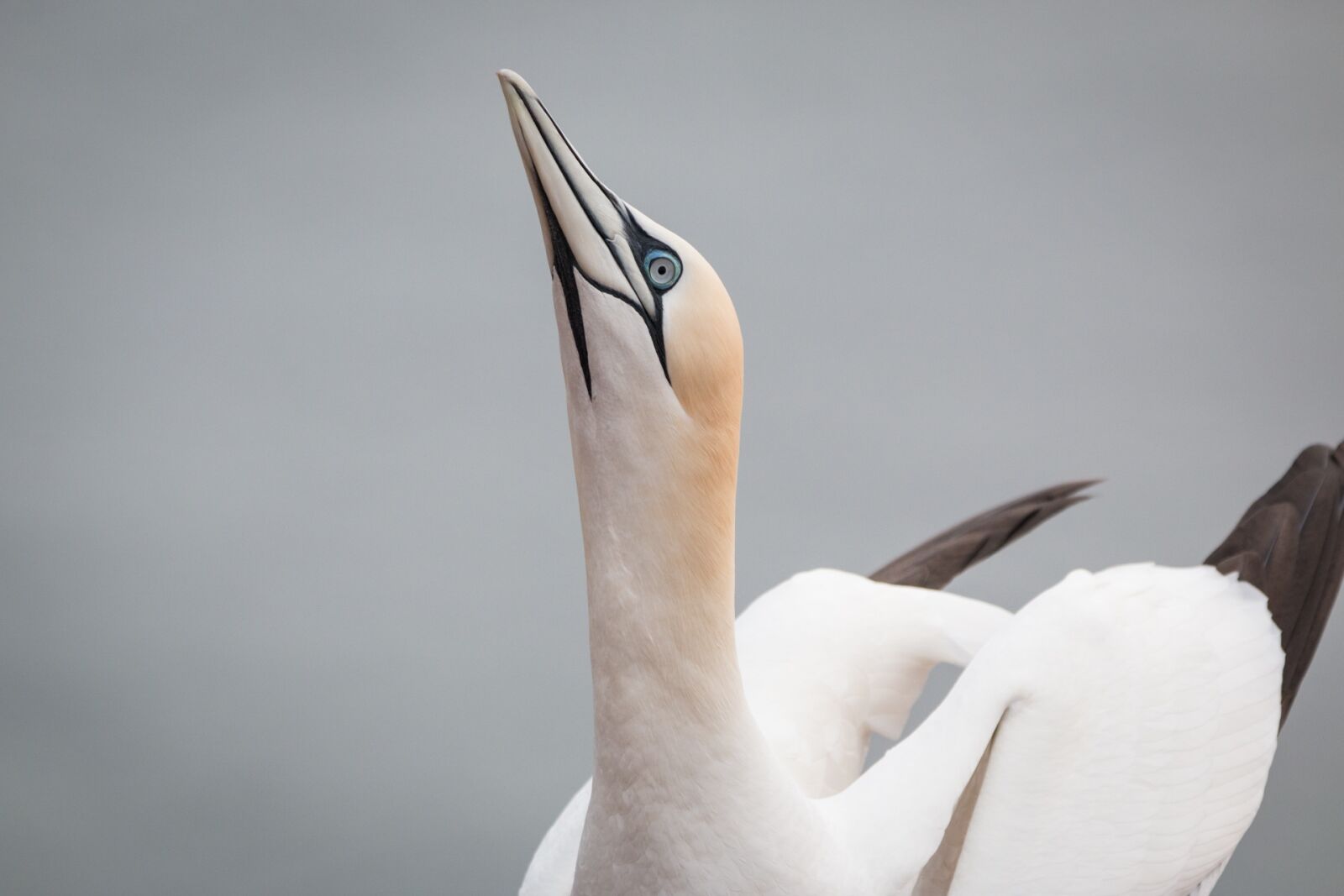 Canon EOS 70D + 150-600mm F5-6.3 DG OS HSM | Contemporary 015 sample photo. Northern gannet, boobies, morus photography