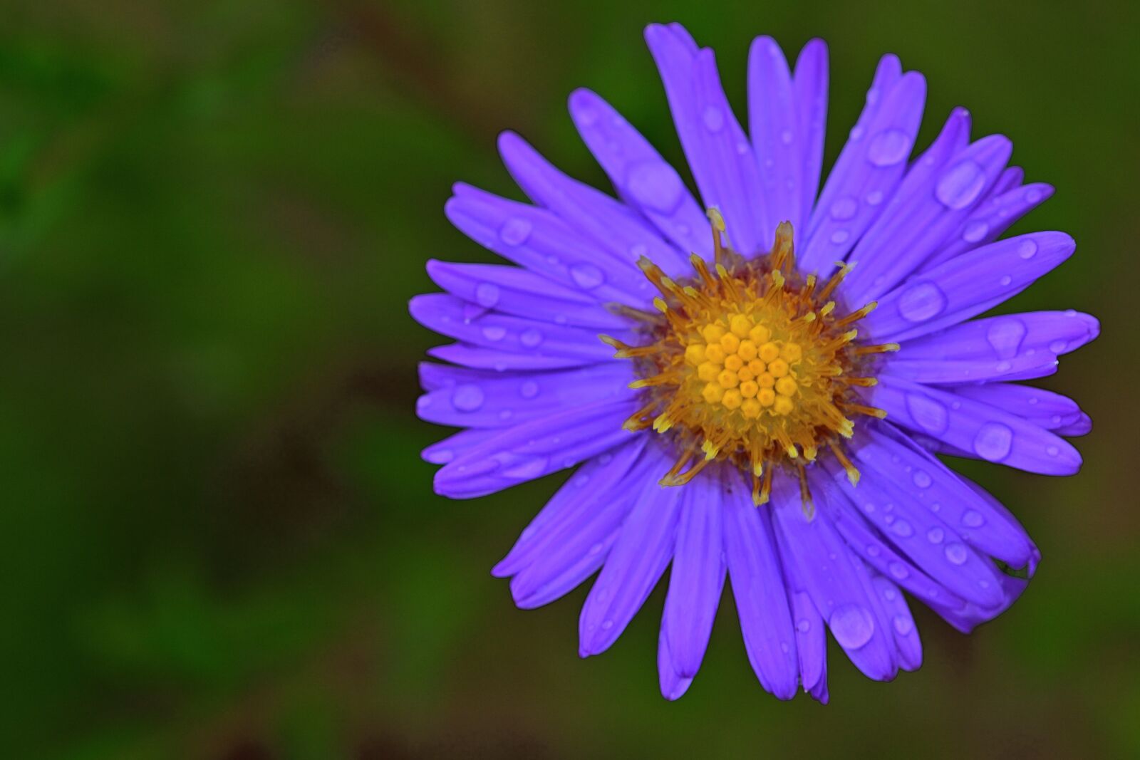 Nikon D5200 sample photo. Herbstaster, blossom, bloom photography