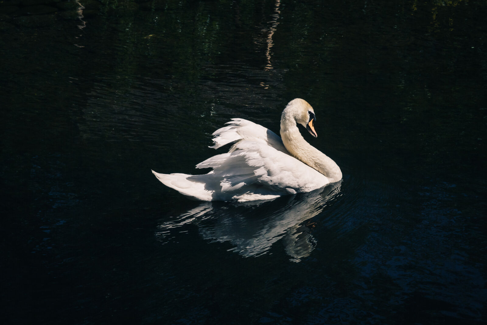 Canon EF-S 17-85mm F4-5.6 IS USM sample photo. Swan, white, swan photography