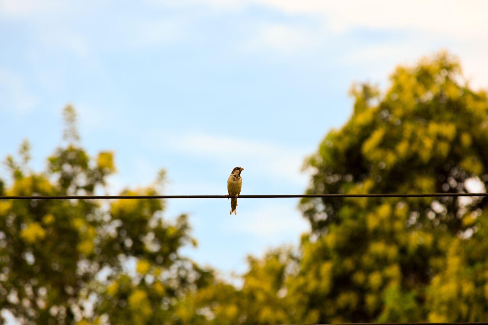 Nikon D3300 sample photo. Bird, sparrow, nature photography