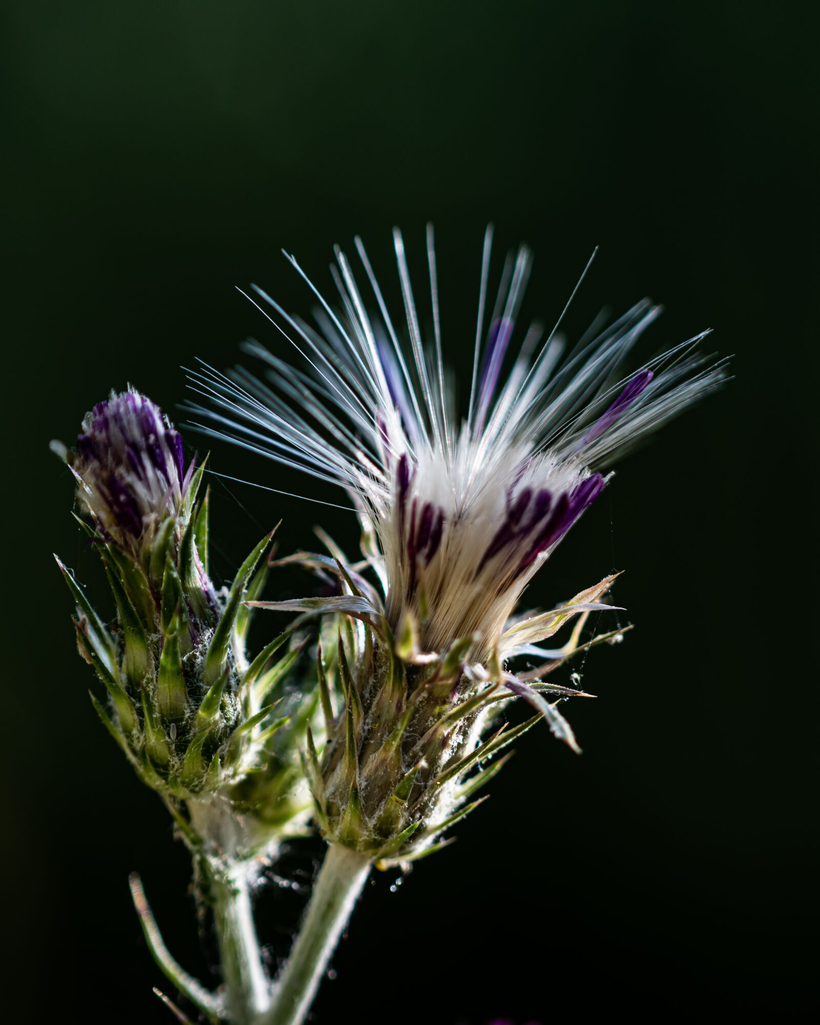 Nikon D810 sample photo. Thistle, plant, purple photography