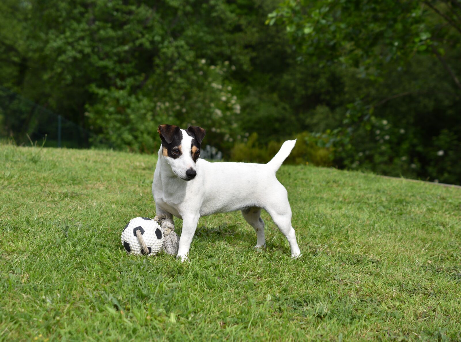Nikon D5600 sample photo. Dog, jack russel, animal photography