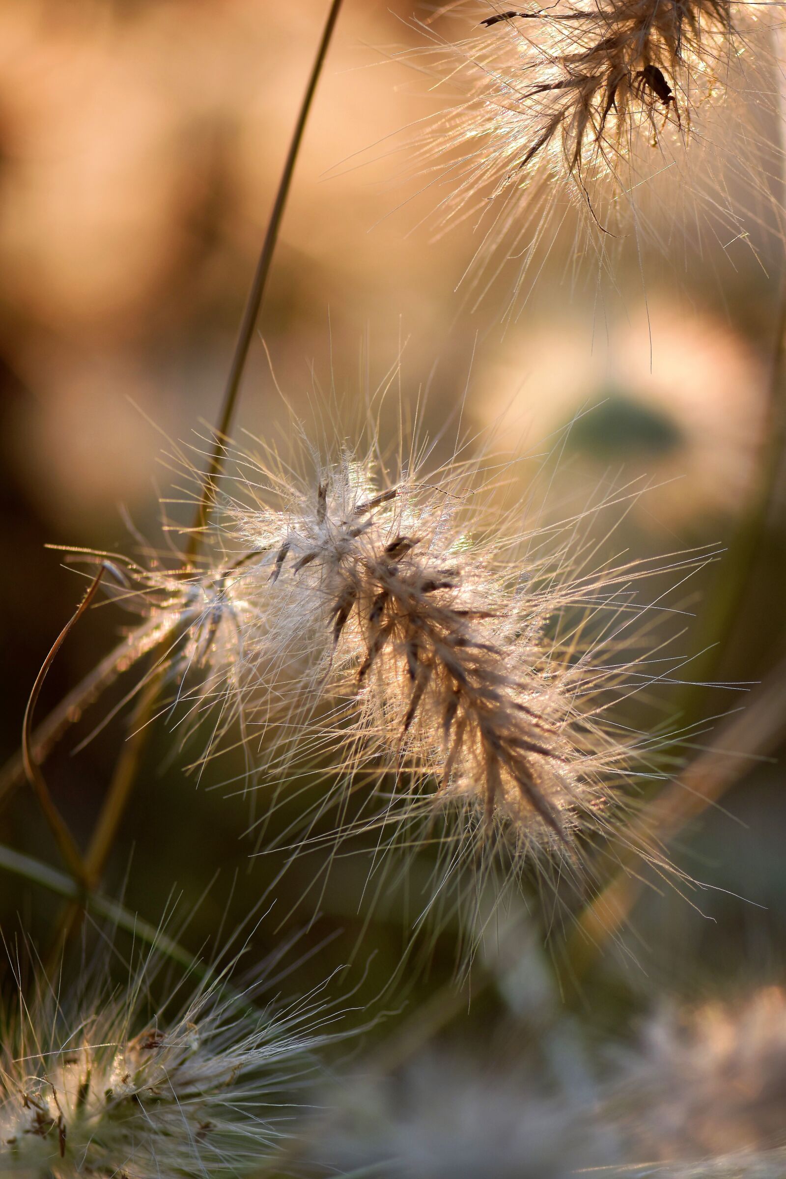 Nikon D5500 sample photo. Grasses, blade of grass photography