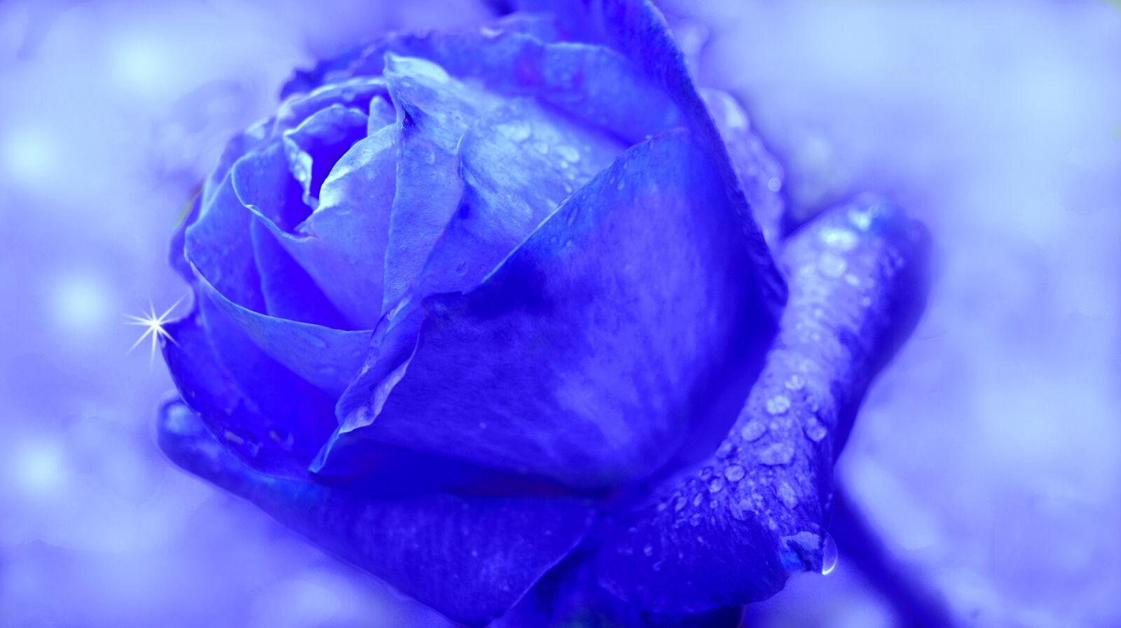 Nikon D3200 sample photo. Rose, blue, flower photography