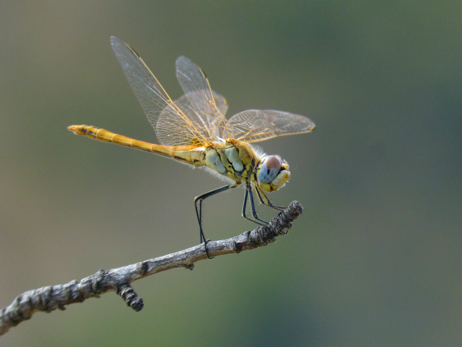 Panasonic DMC-FZ62 sample photo. Dragonfly, yellow dragonfly, branch photography