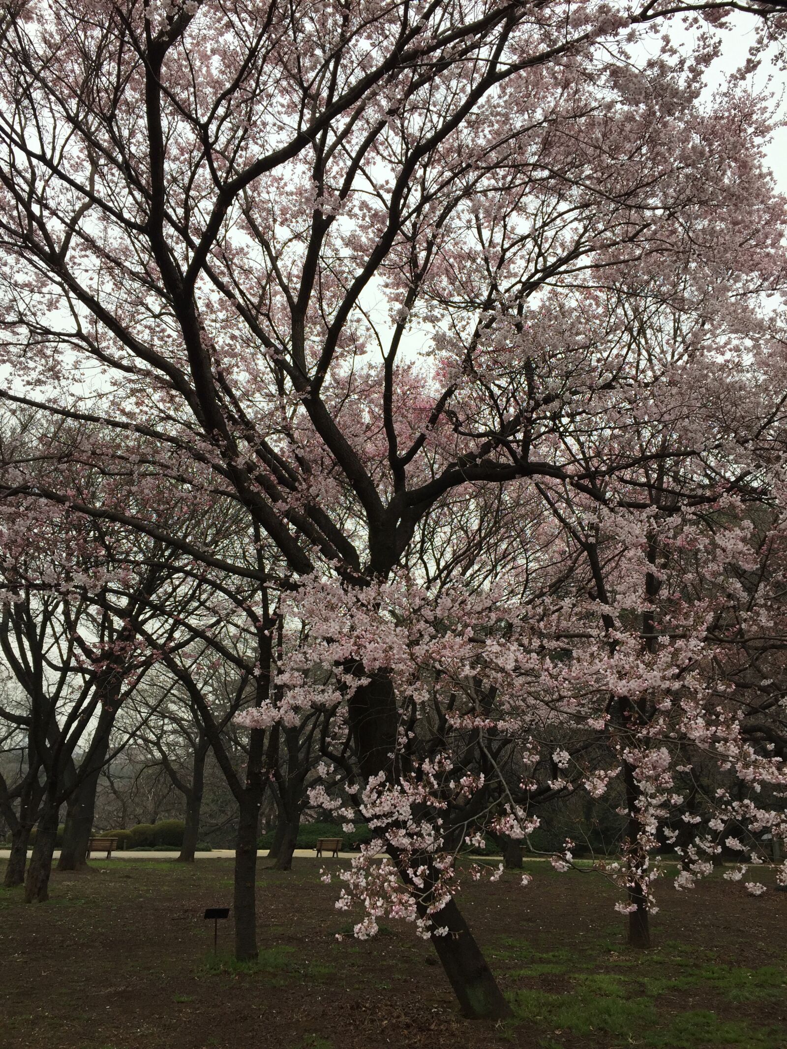 iPhone 6 back camera 4.15mm f/2.2 sample photo. Tokyo, park, japan photography