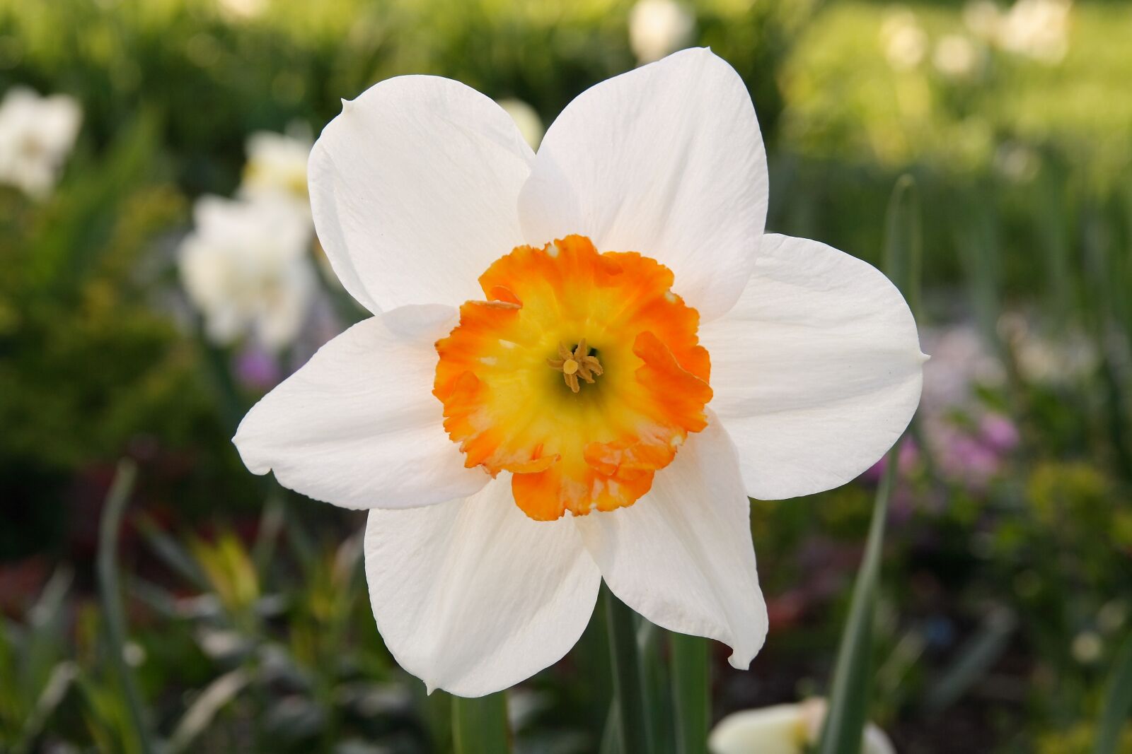 Canon EOS 400D (EOS Digital Rebel XTi / EOS Kiss Digital X) sample photo. Narcissus, flower, flowers photography