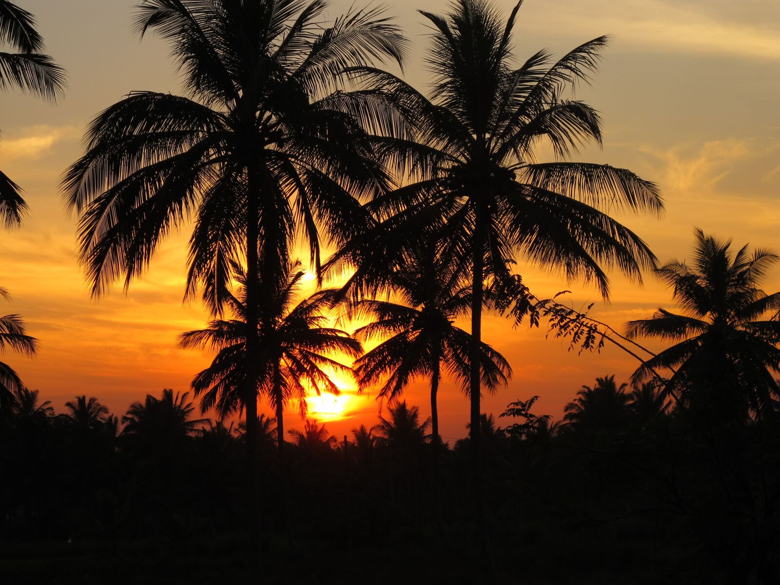 Canon PowerShot G11 sample photo. Sunset, coconut tree, evening photography