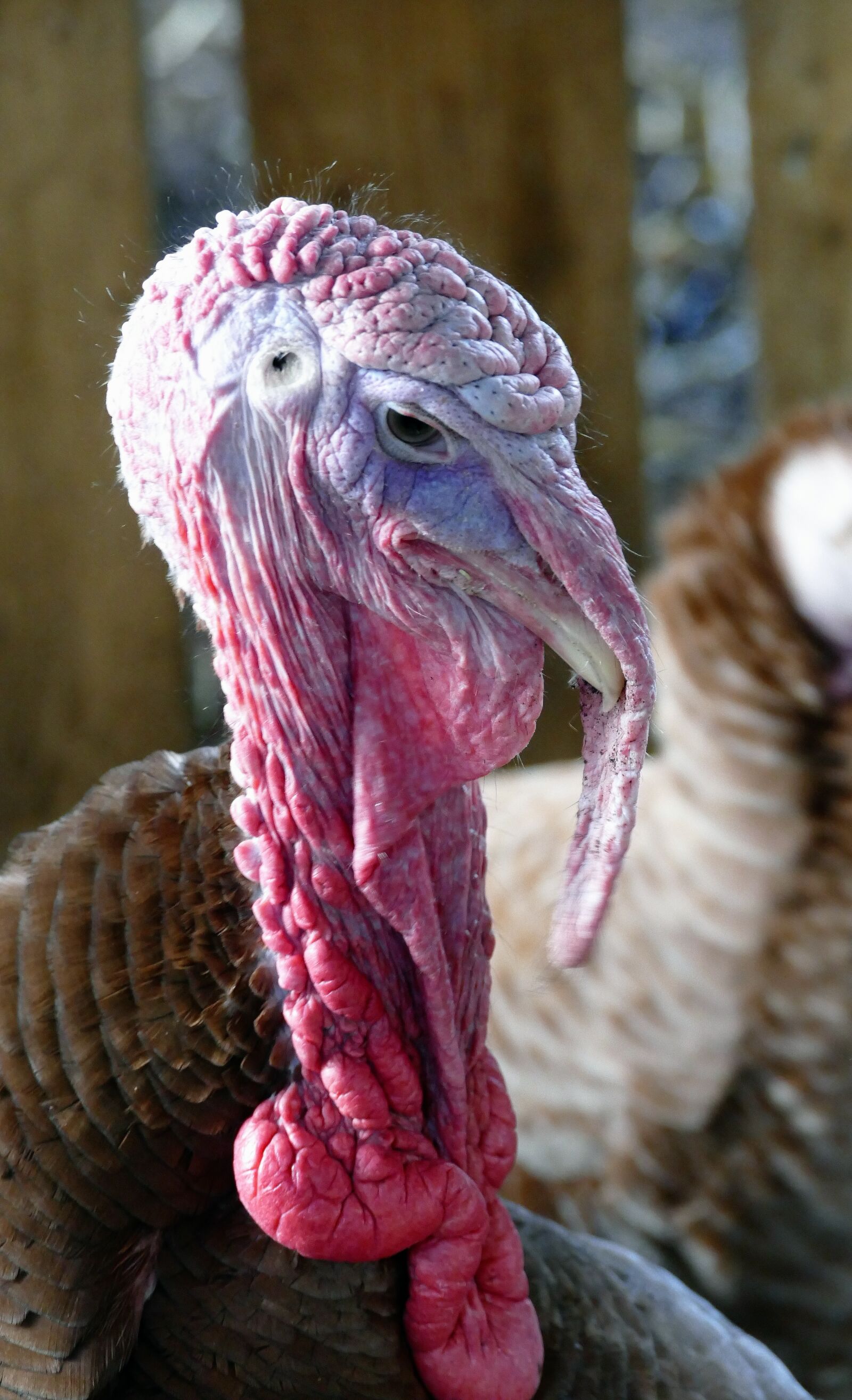 Panasonic Lumix DMC-FZ1000 sample photo. Bird, turkey, feather photography