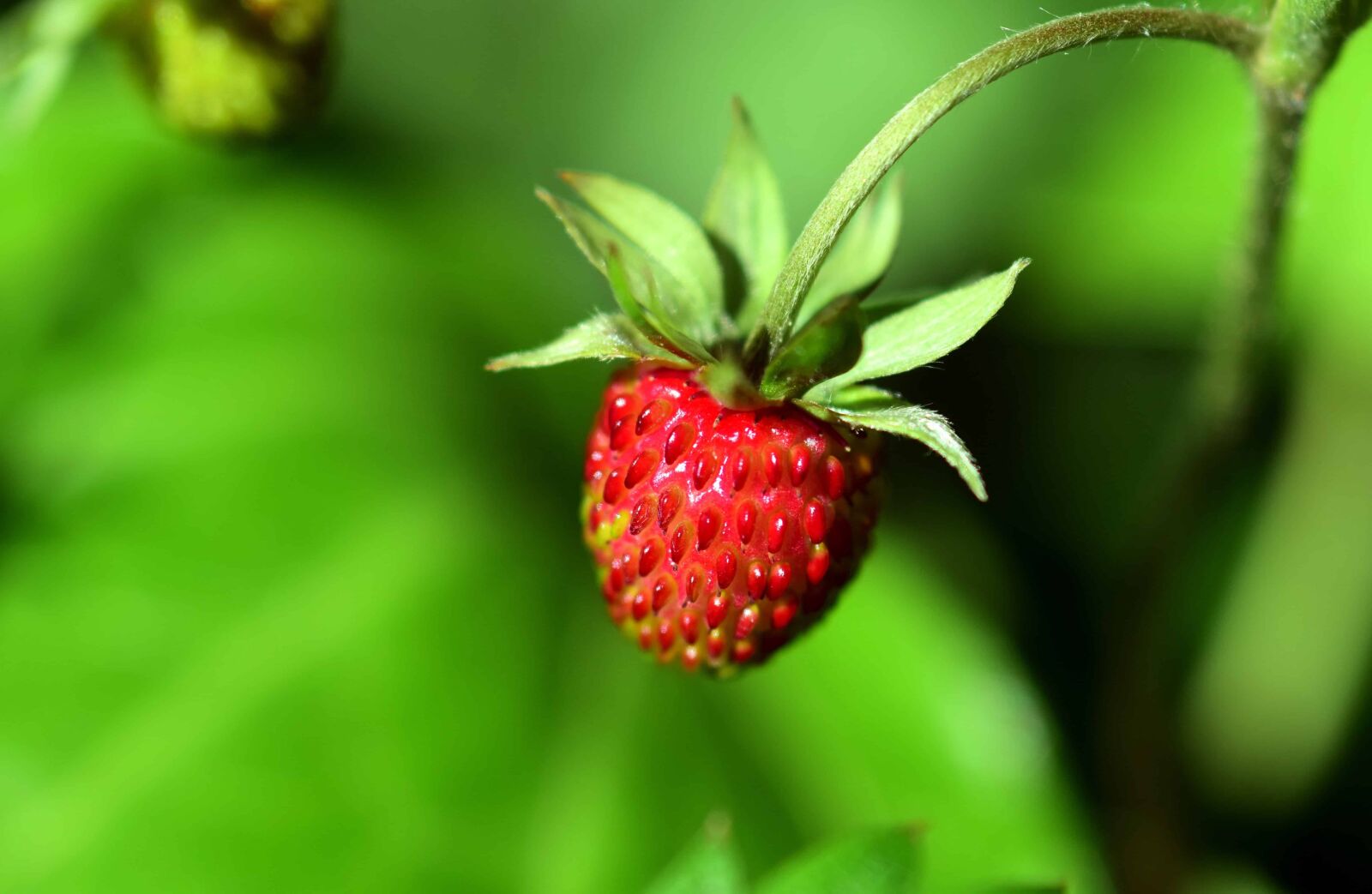 Nikon D3300 sample photo. Leaf, nature, summer, garden photography