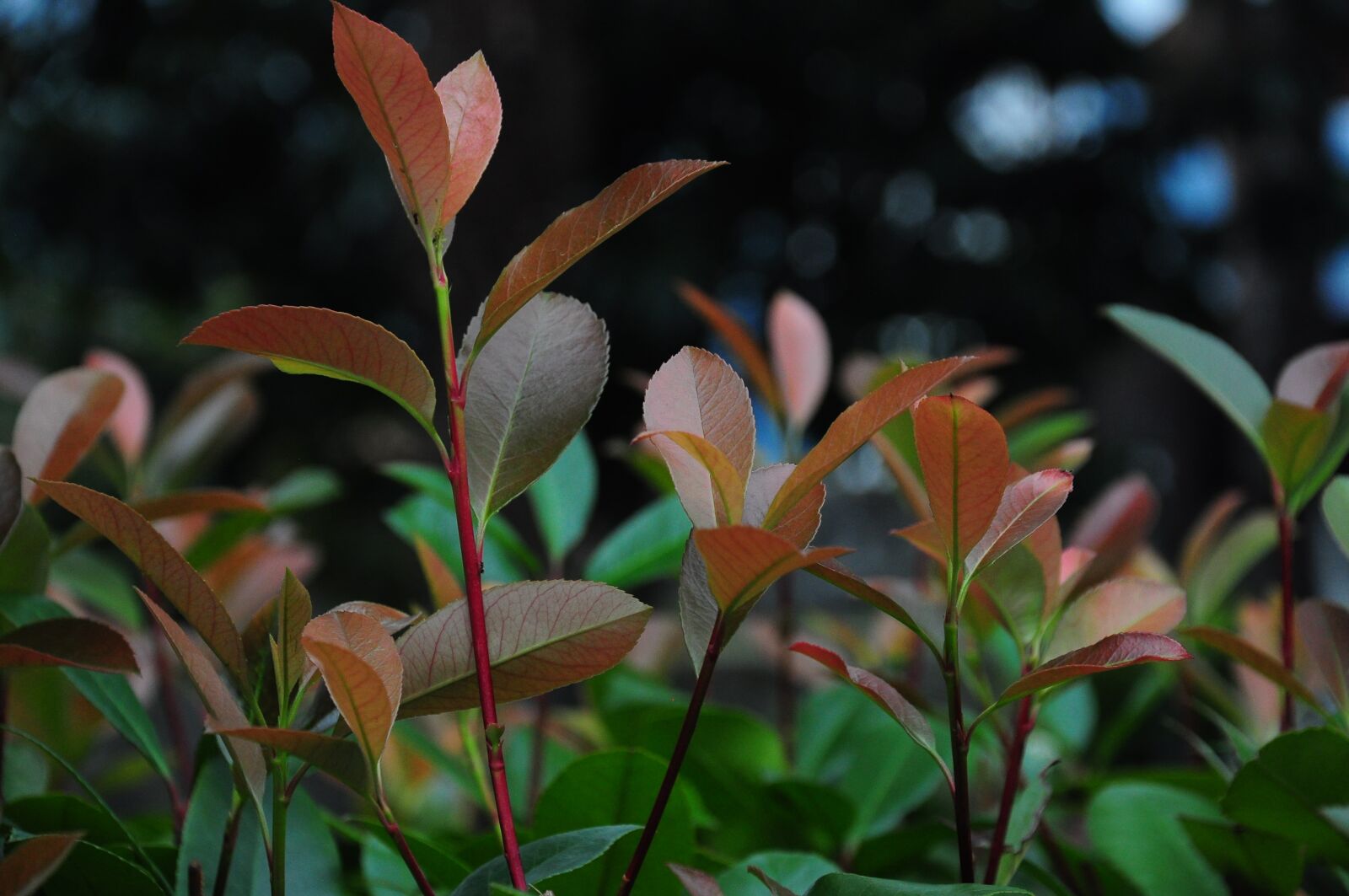 Nikon D90 sample photo. Leaves, leaf picture, leaf photography