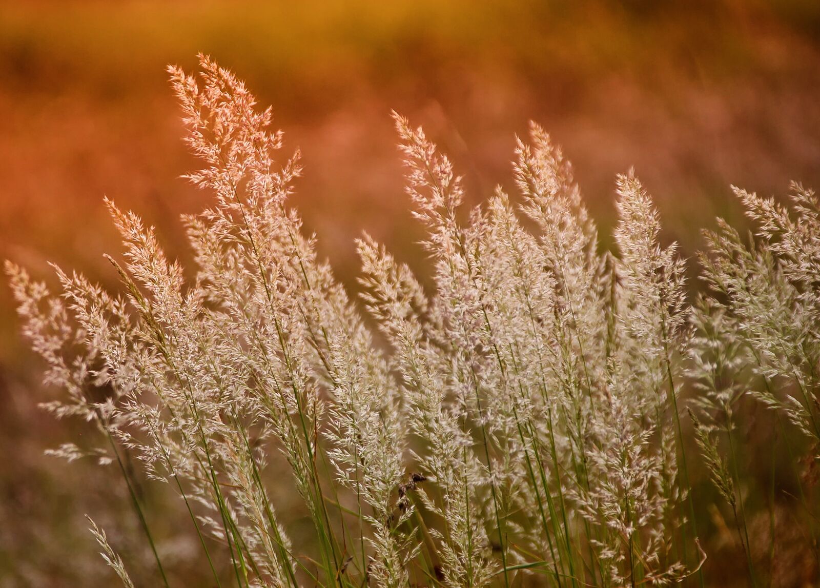 Canon EOS 60D sample photo. Nature, growth, season photography