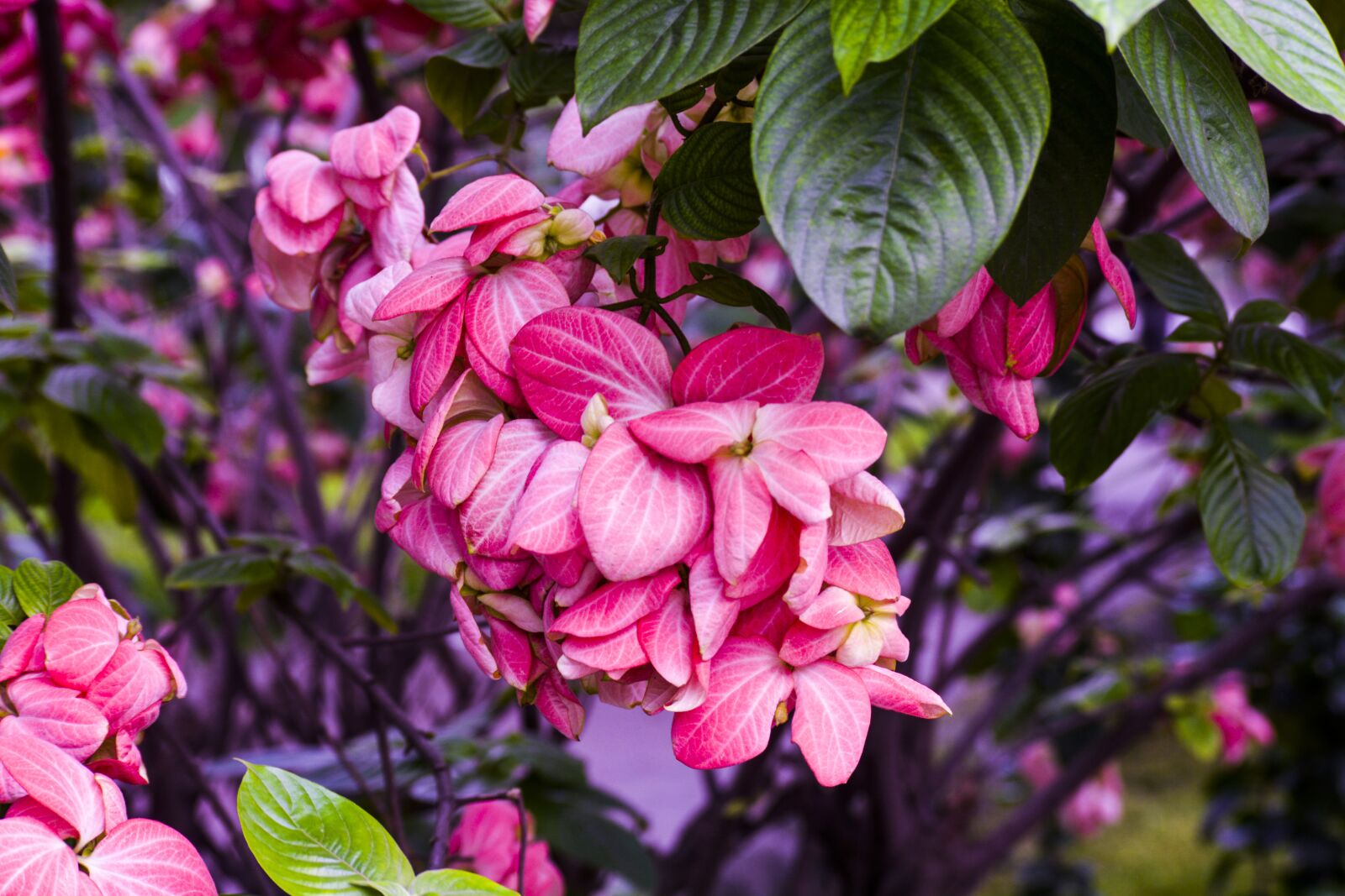 Nikon D5200 sample photo. Flower, pink, blossom photography
