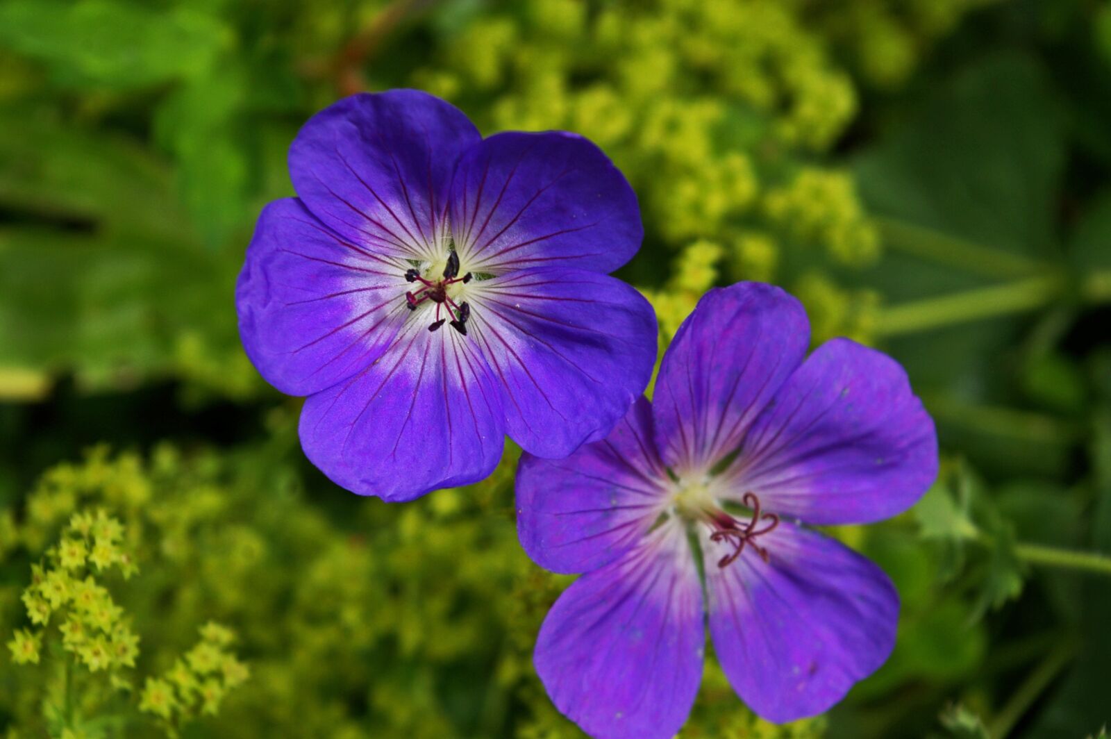 Pentax *ist DL2 sample photo. Cranesbill, plant, purple flower photography