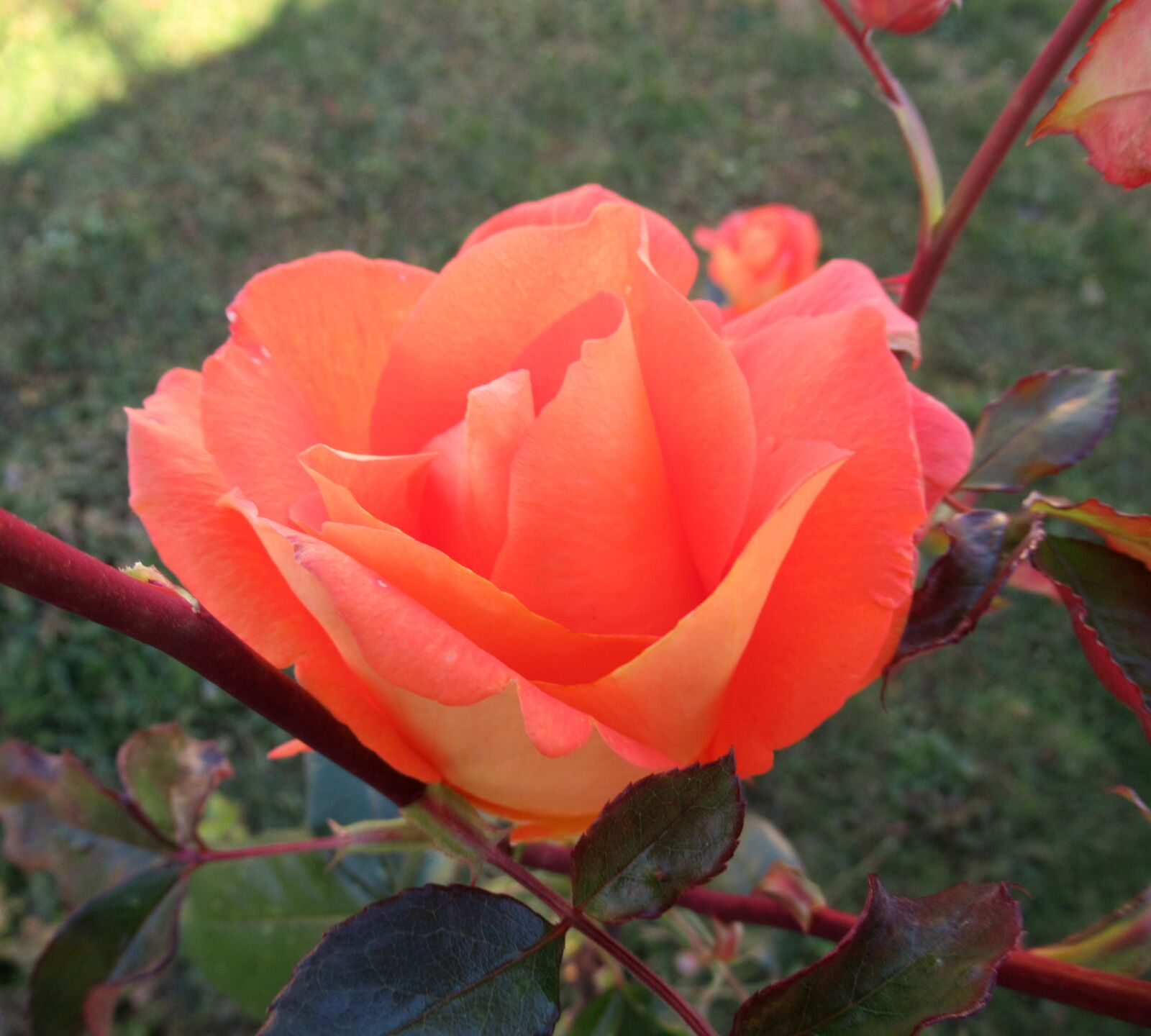 Canon PowerShot SX620 HS sample photo. Garden, rose, petals photography