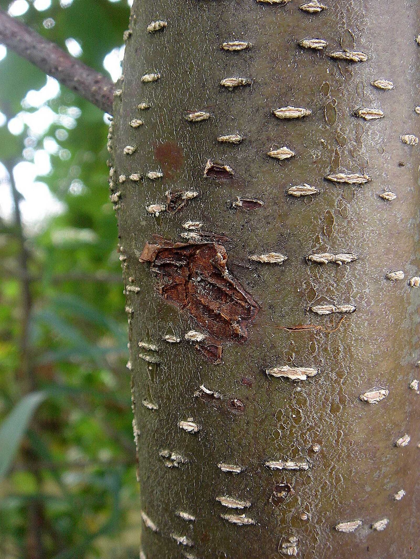 Sony DSC-T5 sample photo. Tree, strain, bark photography