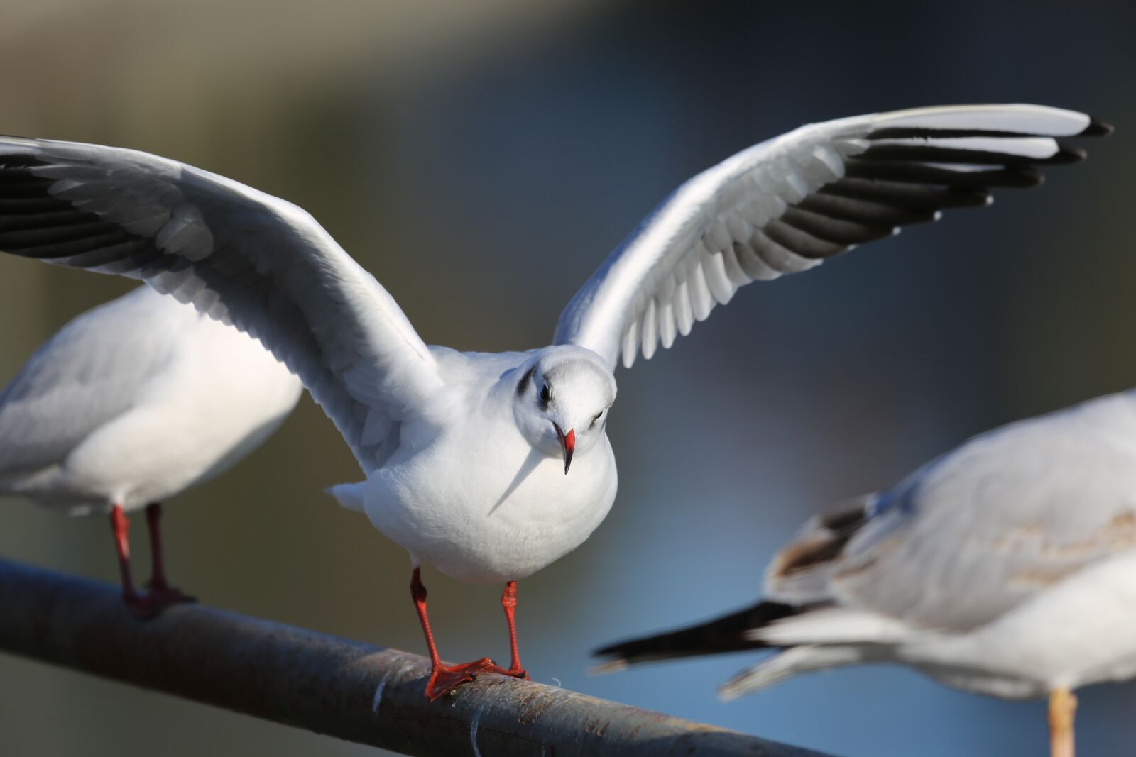 Canon EF 100-400mm F4.5-5.6L IS USM sample photo. Seagull, bird, white photography