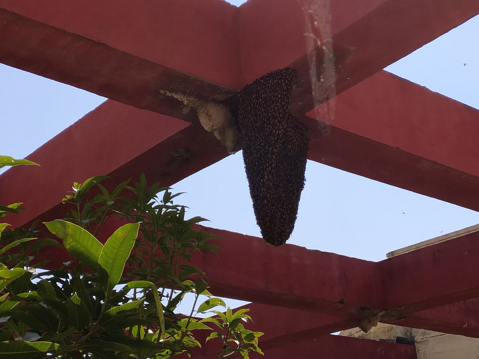 Xiaomi Redmi Note 7 Pro sample photo. Bee, honey bee, bees photography