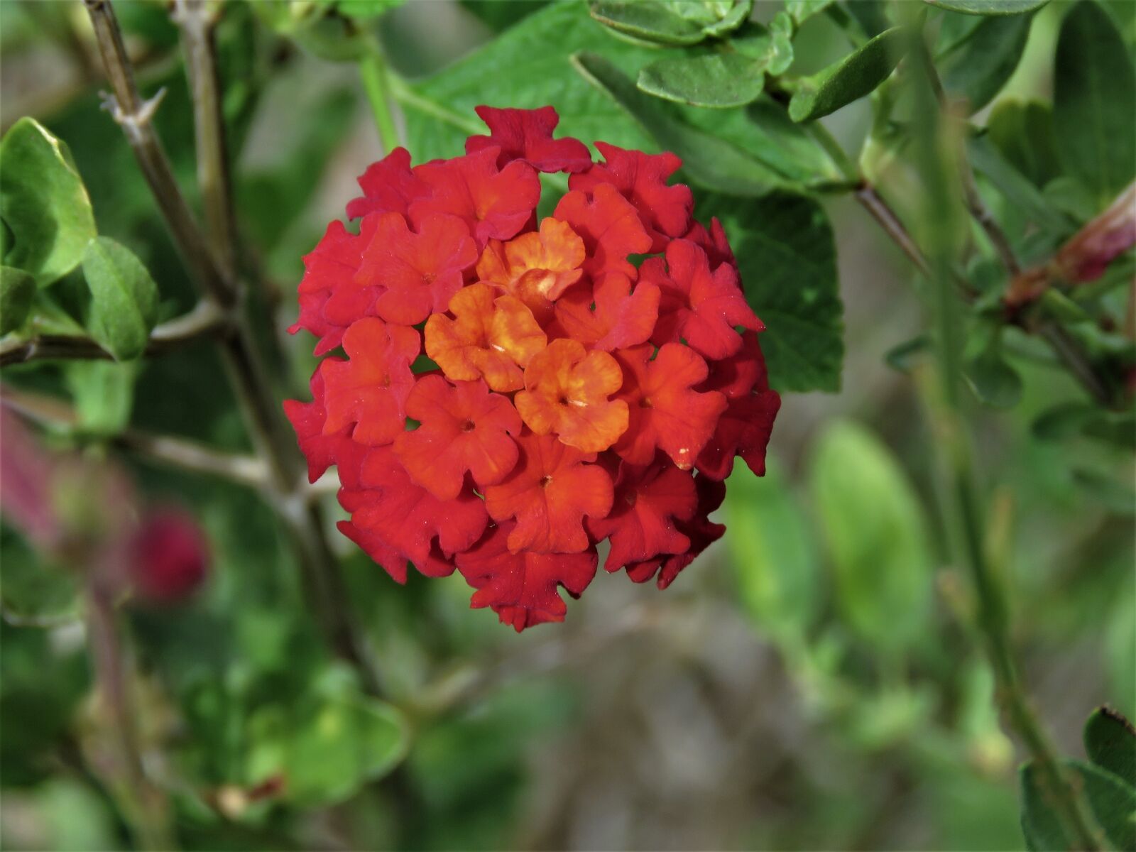 Canon PowerShot SX60 HS sample photo. Flower, tiny, red photography