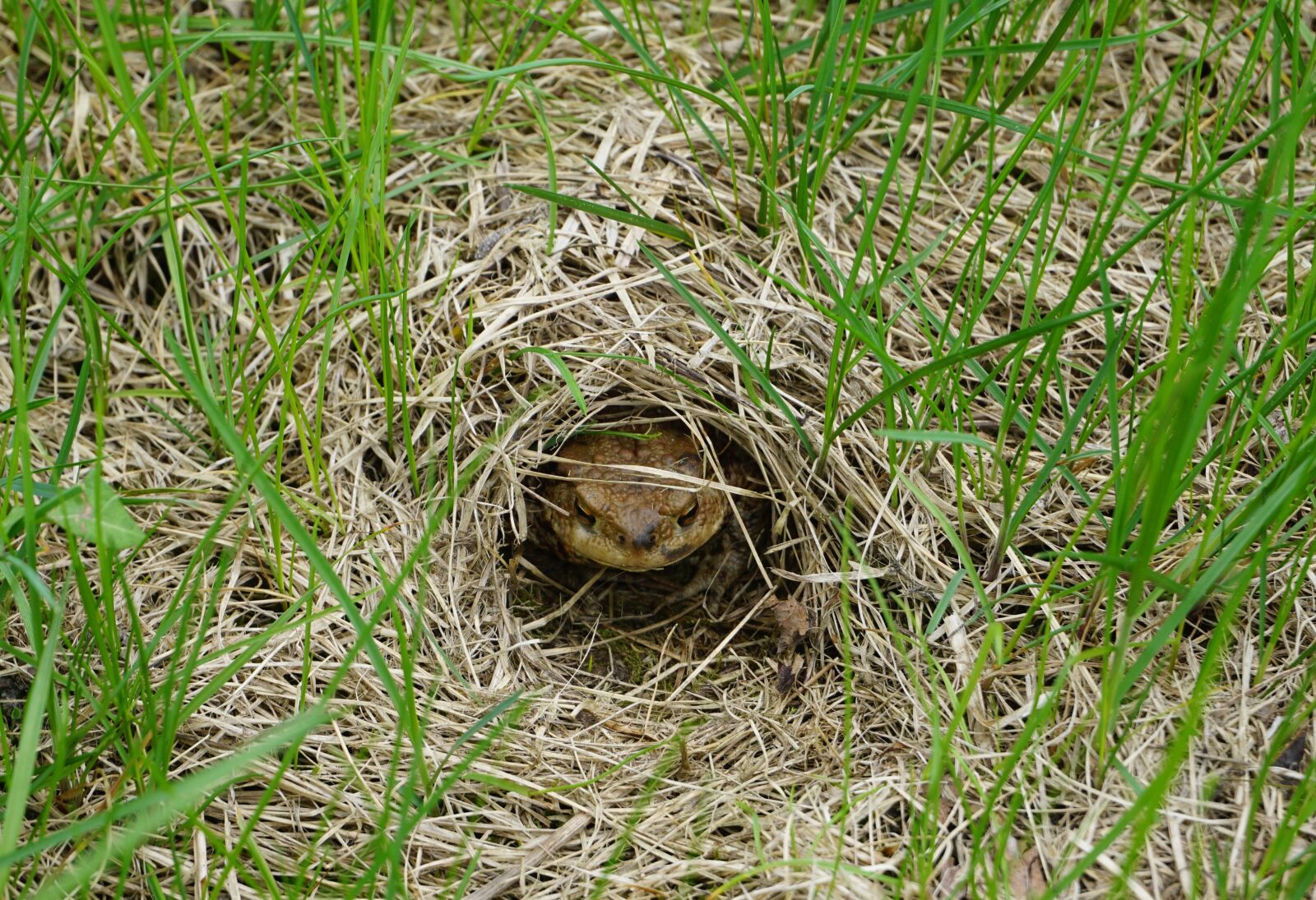 Sony a6000 sample photo. Toad, common toad, toad photography