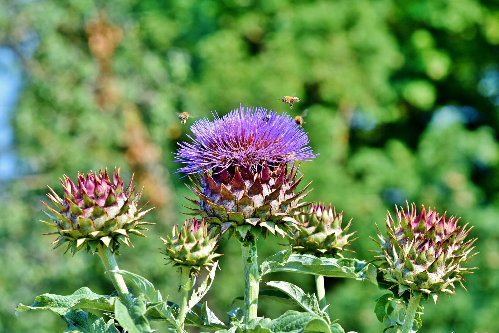 Nikon D7200 sample photo. Artichoke, vegetables, flower vegetables photography