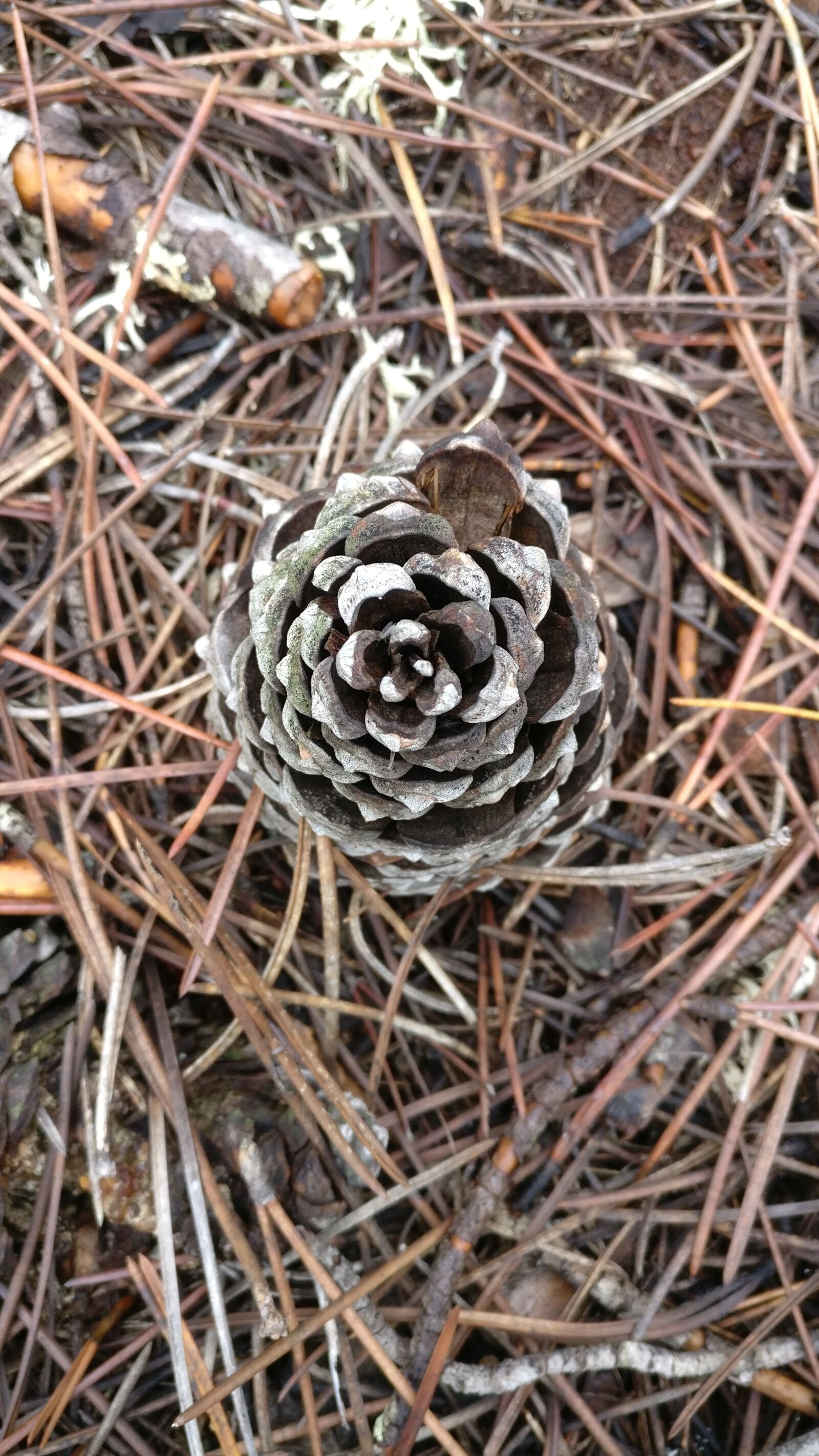 OnePlus A3003 sample photo. Pineapple, pine, pinewood photography