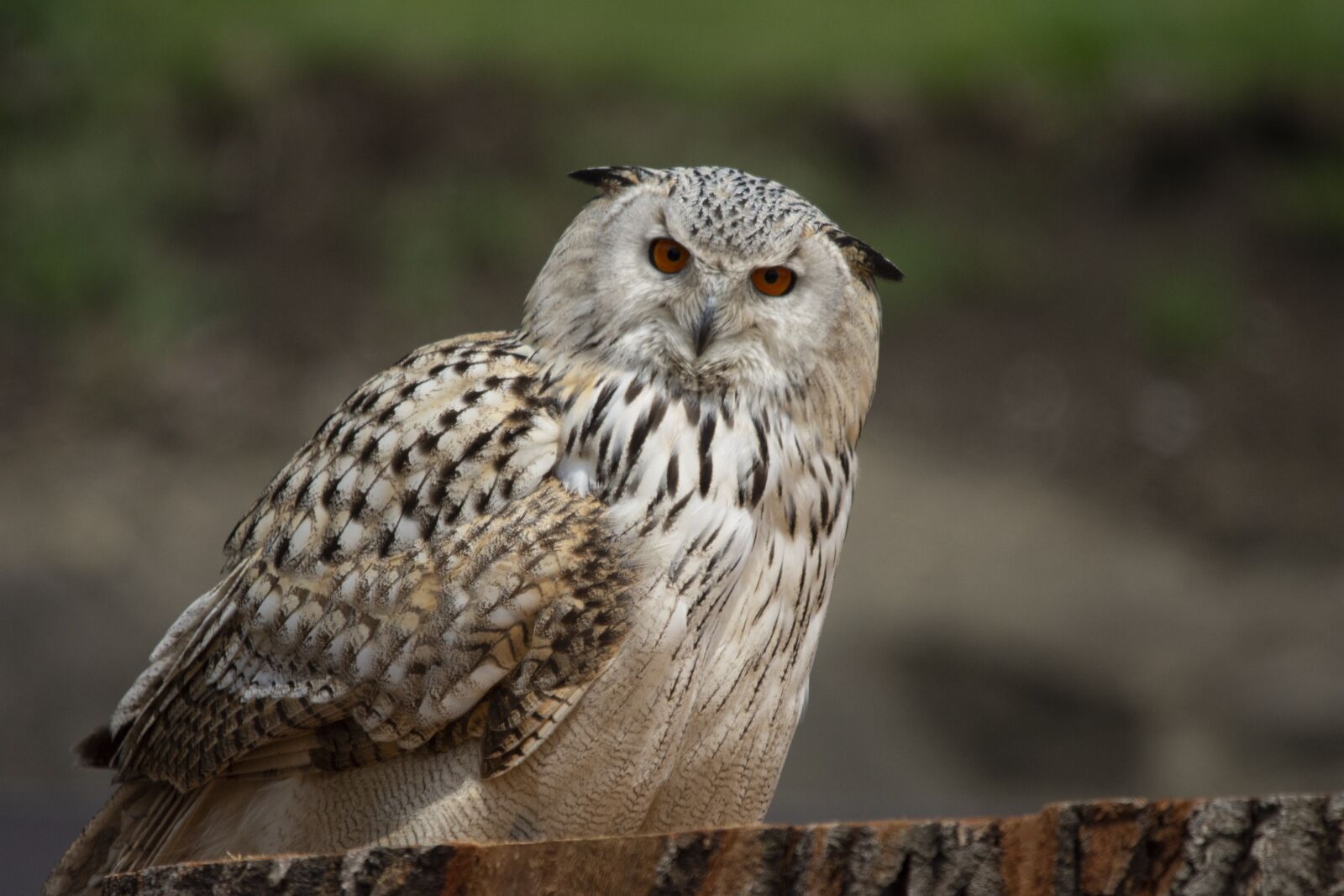 Nikon D7200 sample photo. Eagle owl, owl, bird photography