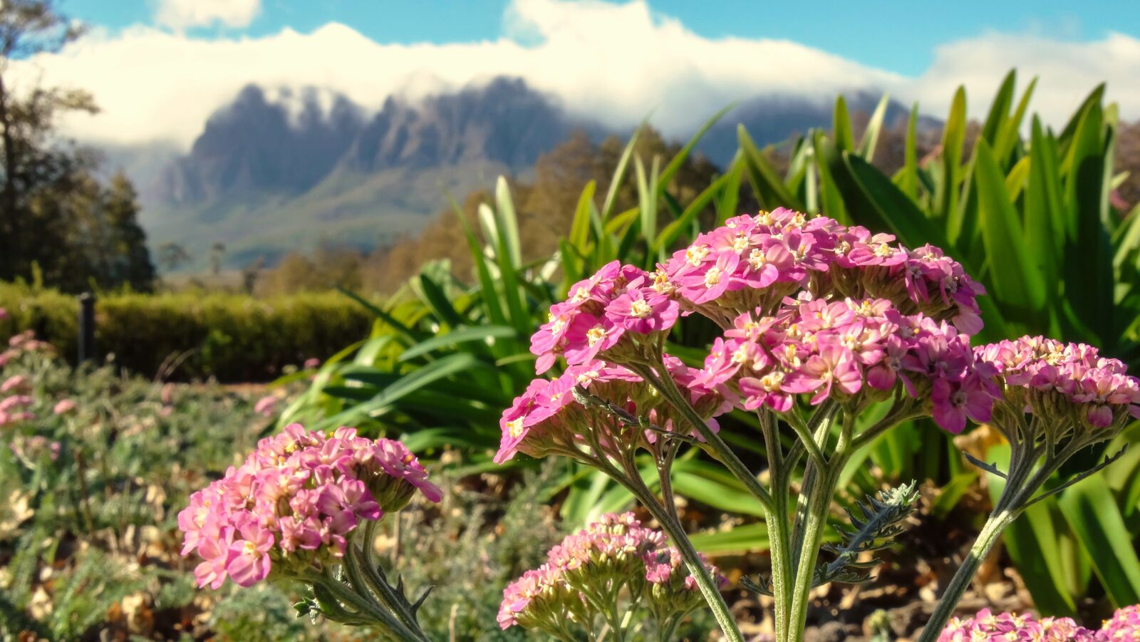 Sony Cyber-shot DSC-HX300 sample photo. Landscape, flowers, mountain photography