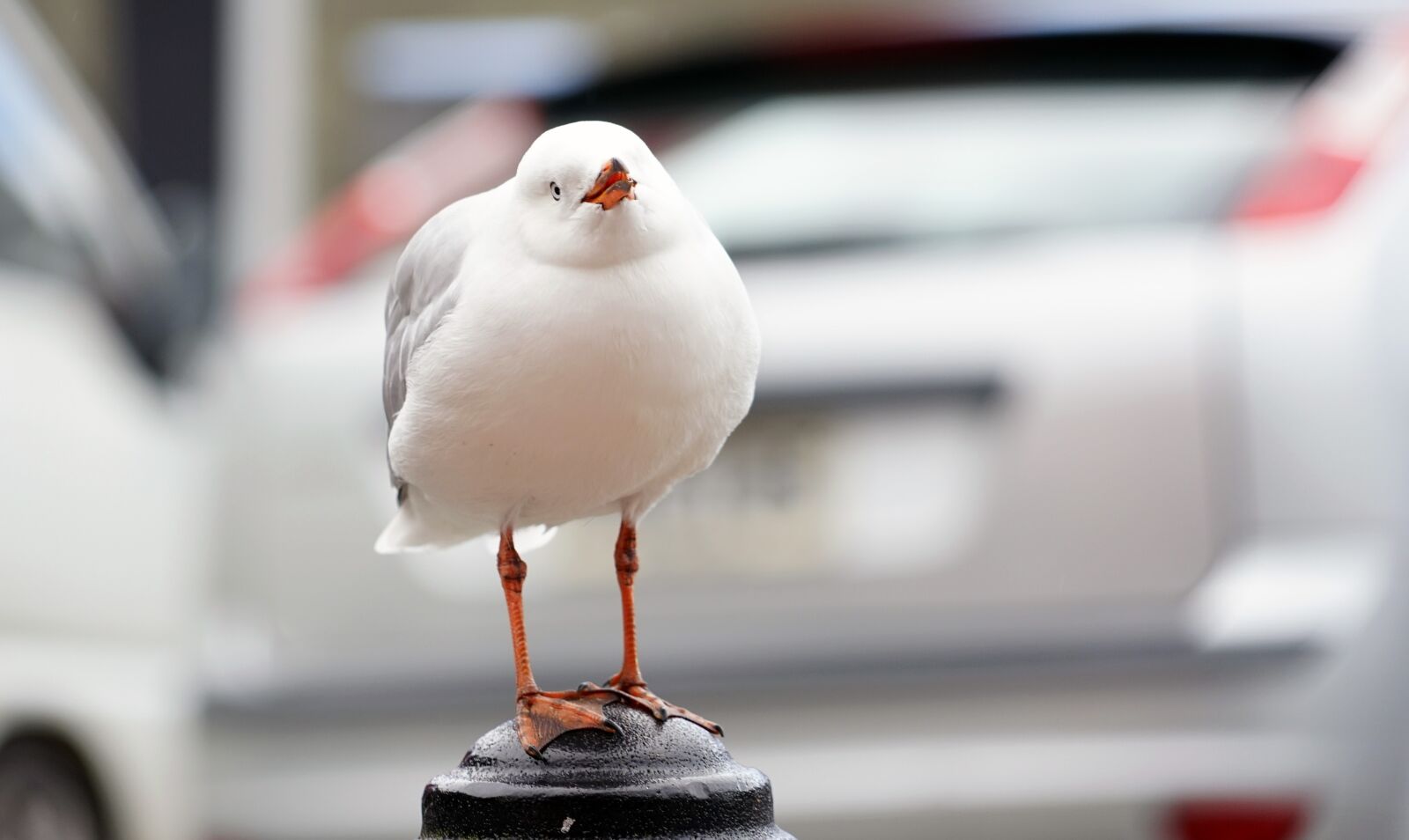 Sony a7 + Sony FE 24-240mm F3.5-6.3 OSS sample photo. Cry, bill, bird portrait photography