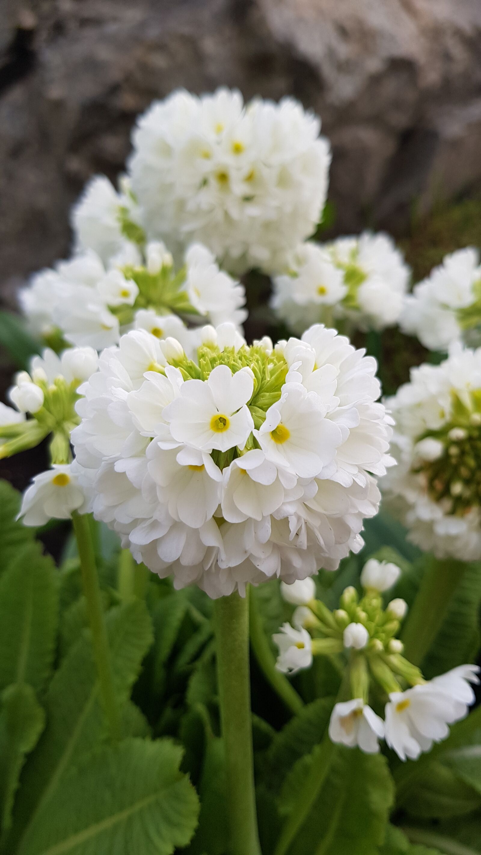 Samsung Galaxy S8 sample photo. Flower, kuleprimula, our photography