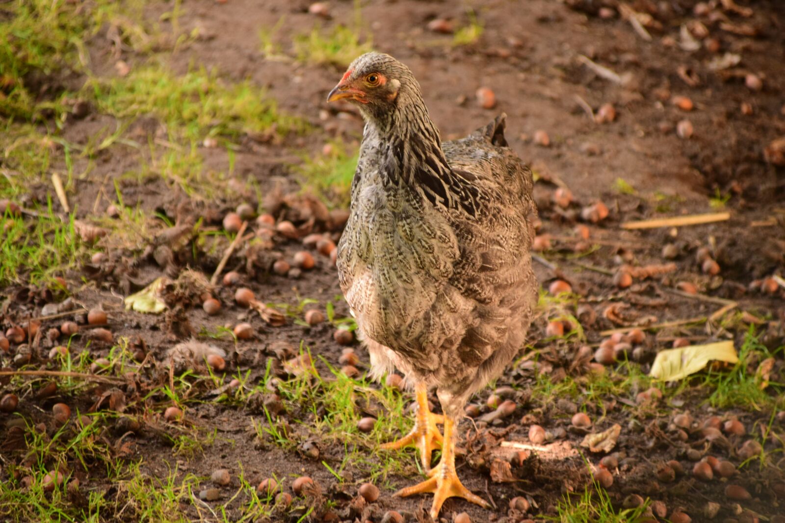Nikon D3300 sample photo. Chicken, curious, hen photography