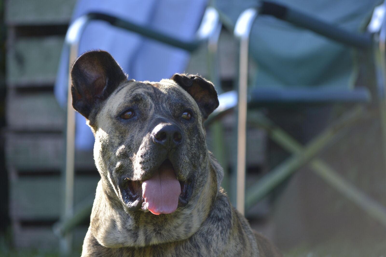 Nikon D5200 sample photo. Pets, dog, friend photography
